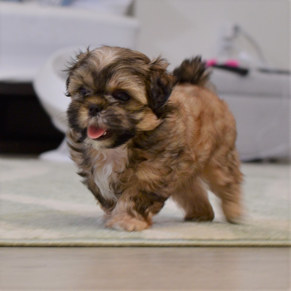 puppy