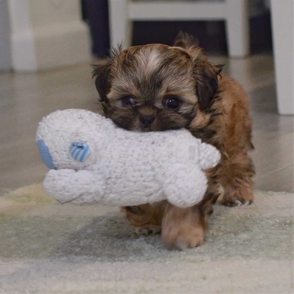 puppy