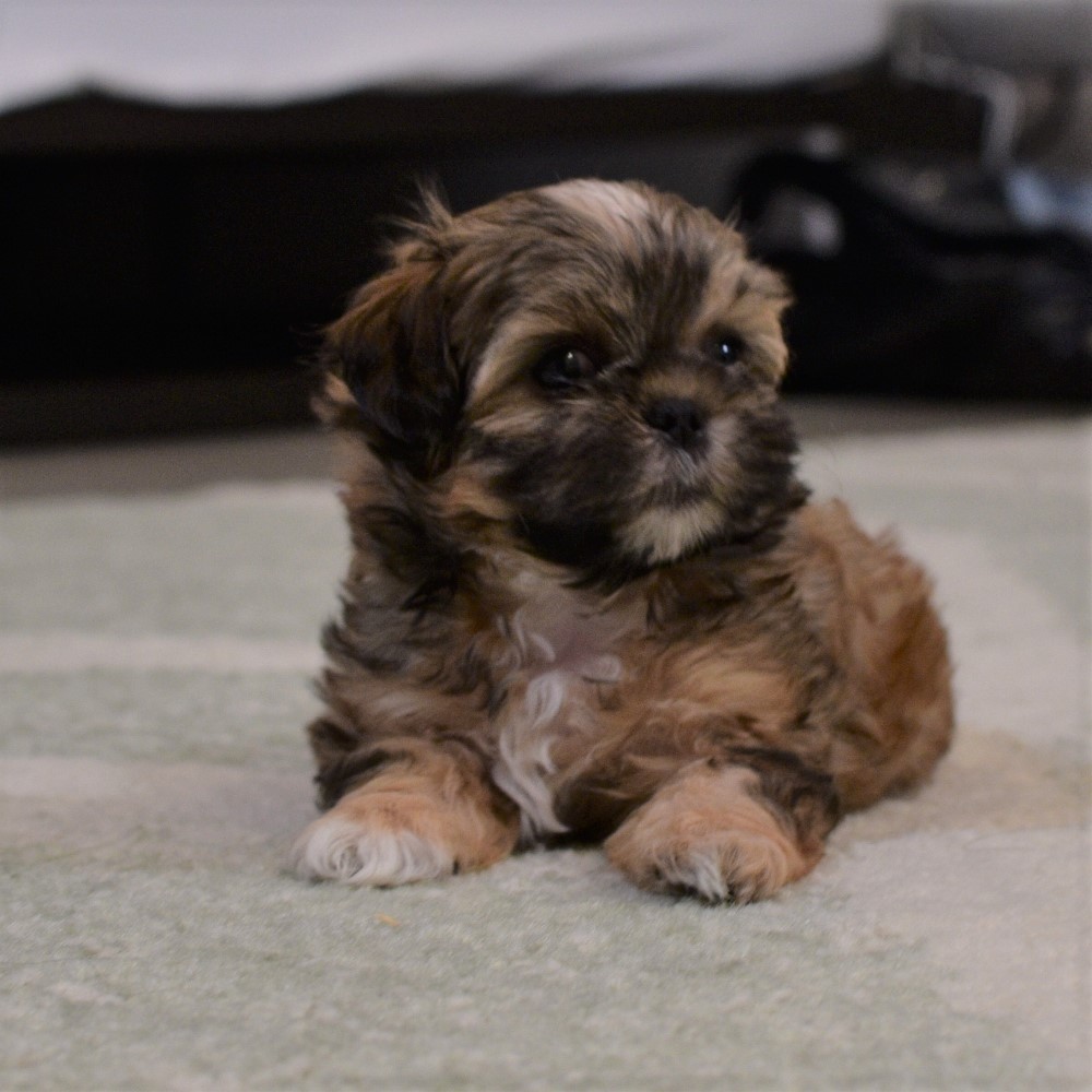 puppy