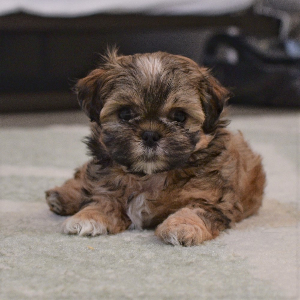puppy