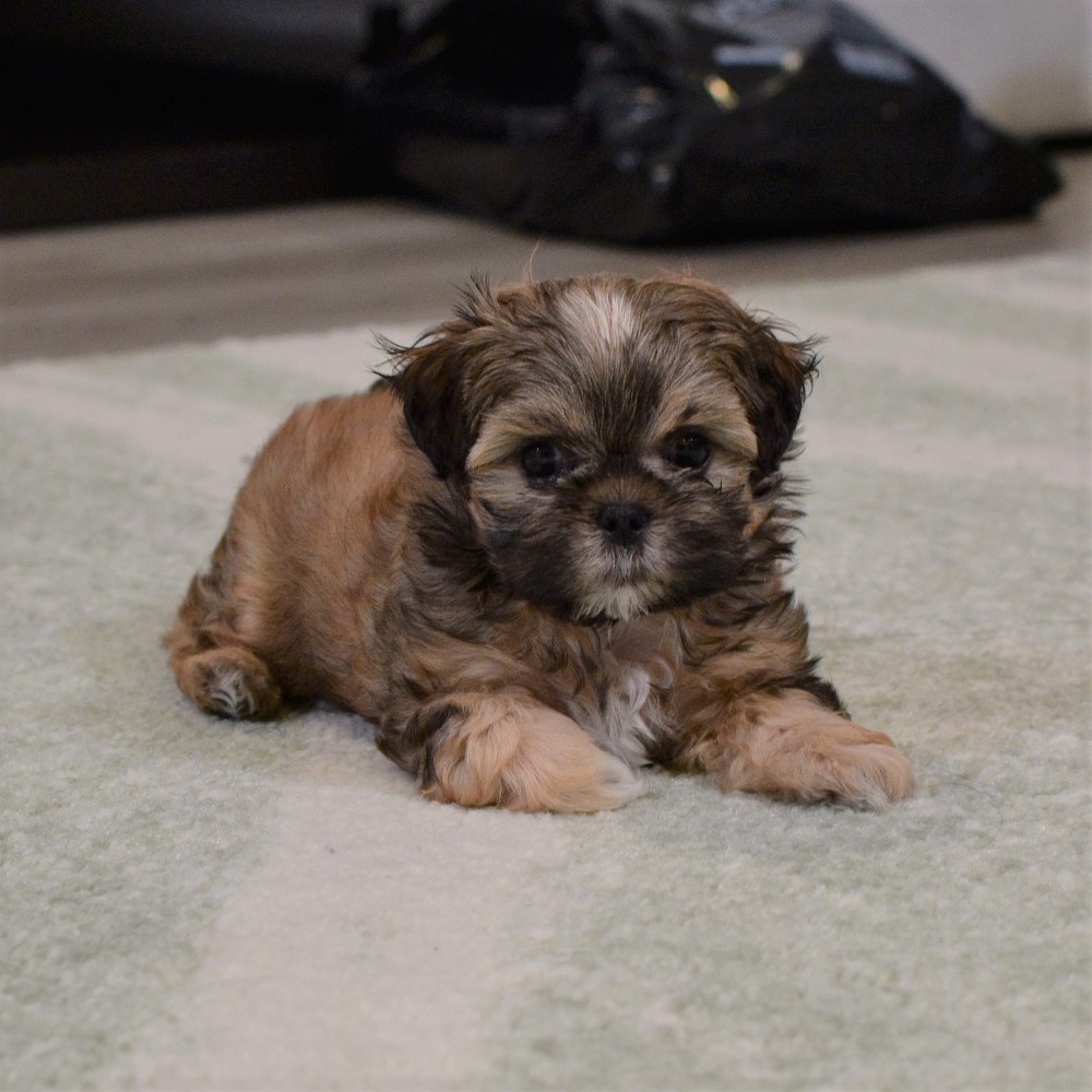 puppy