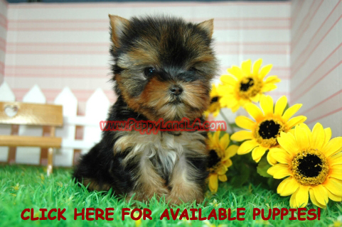 tiny yorkie puppies for sale