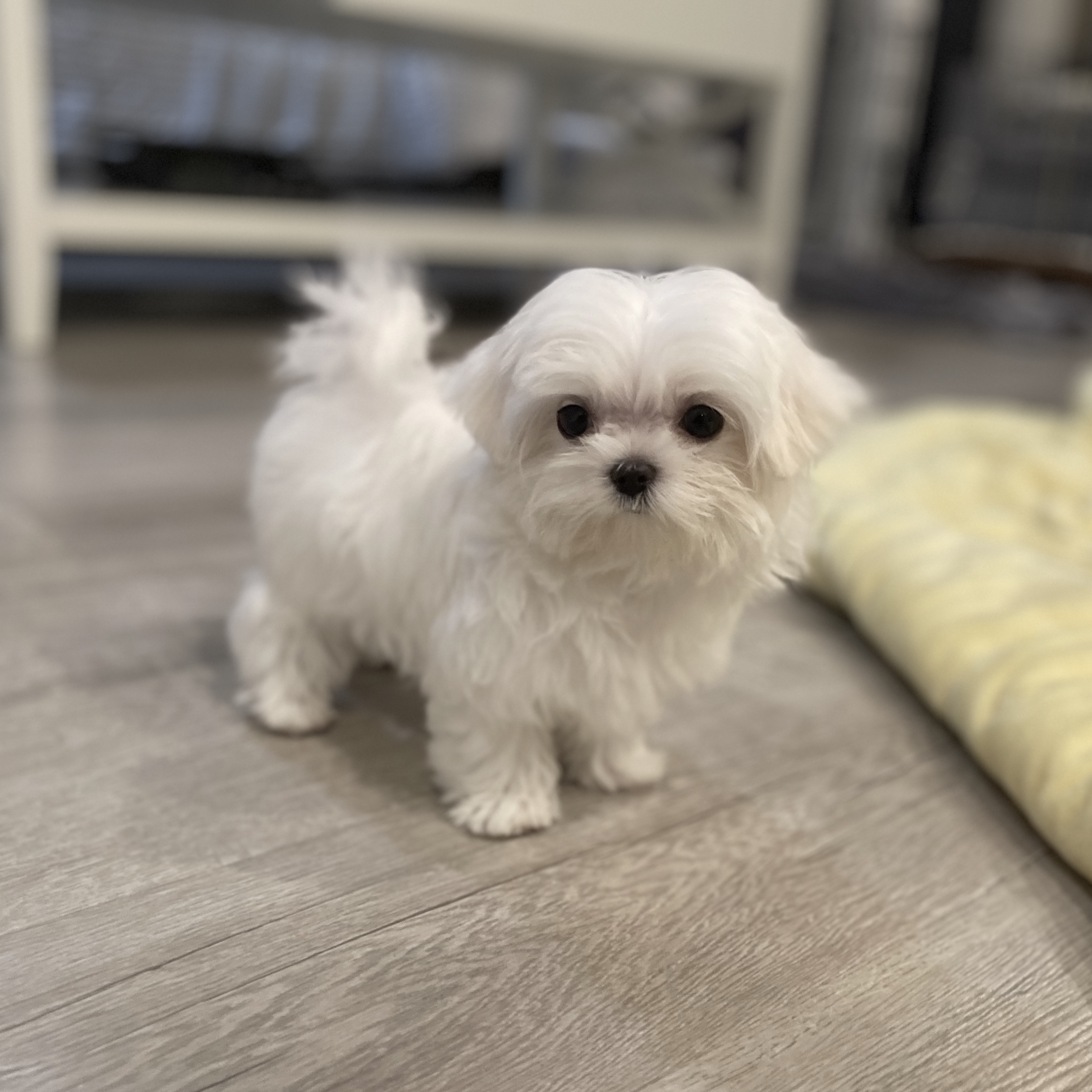 teacup yorkie