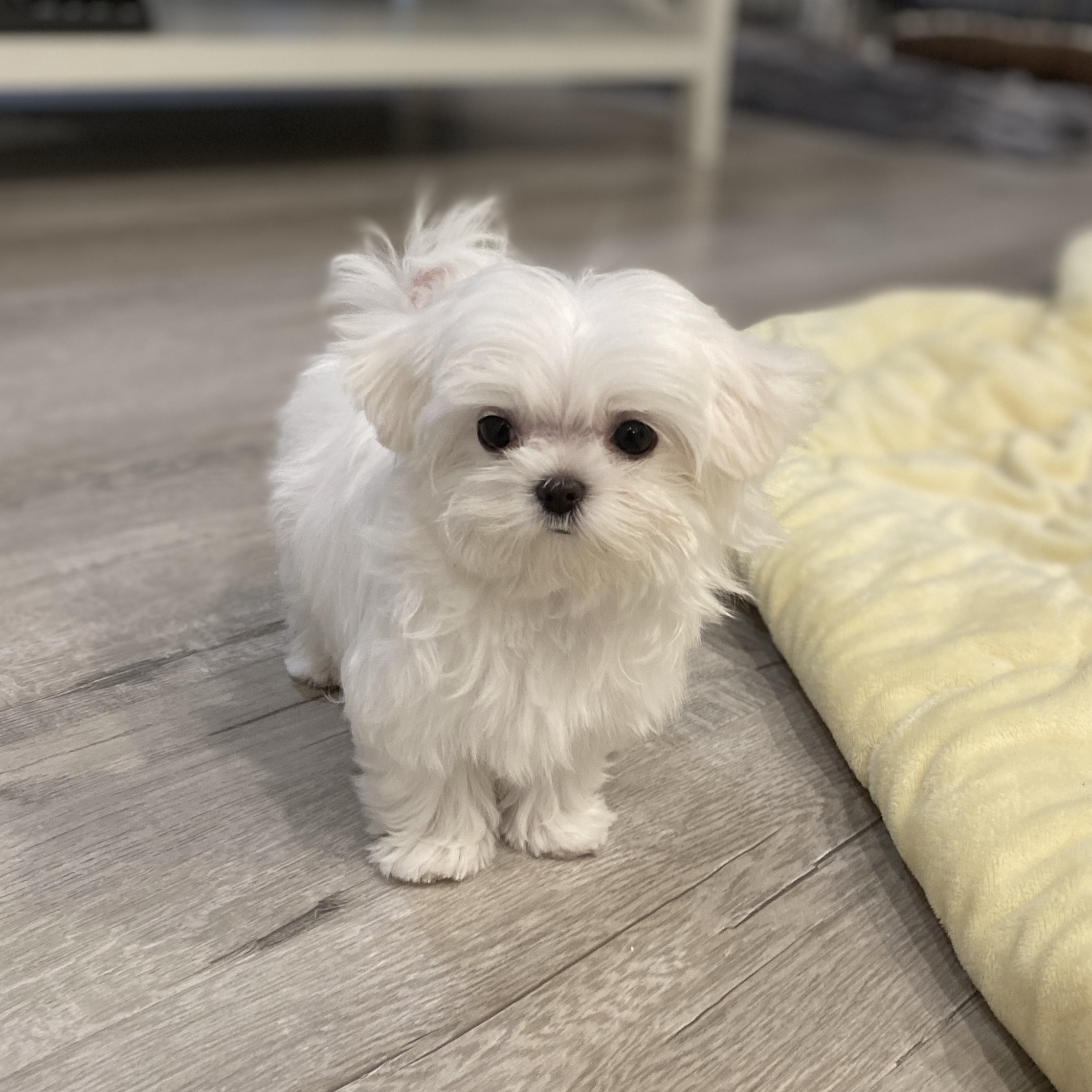 teacup yorkie