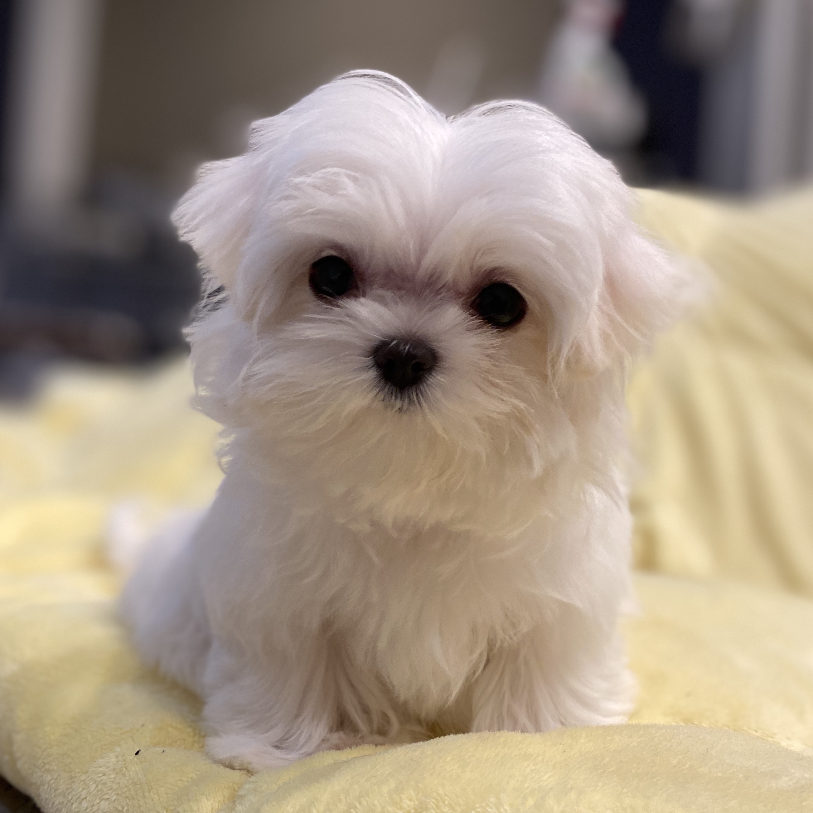 teacup yorkie