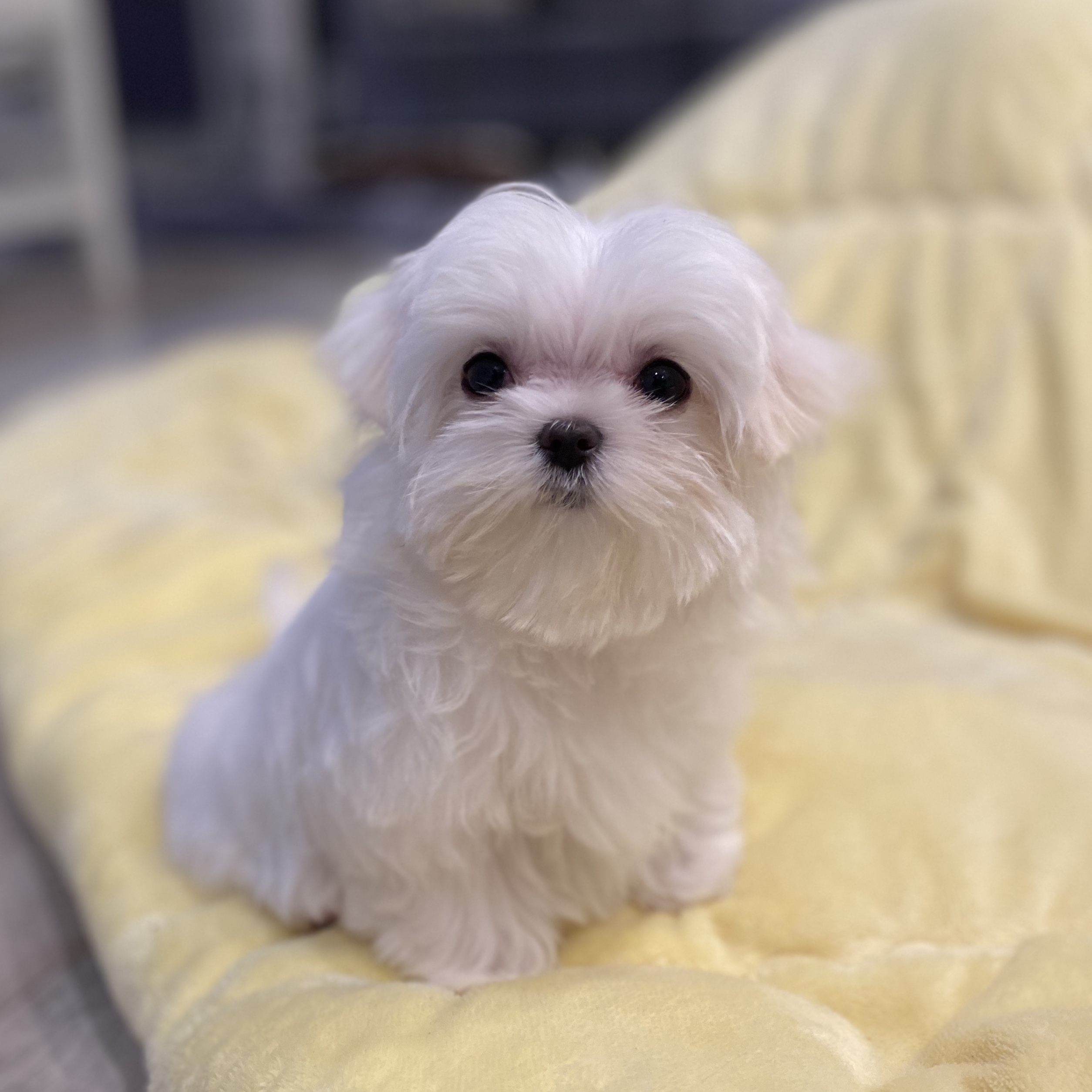 teacup yorkie