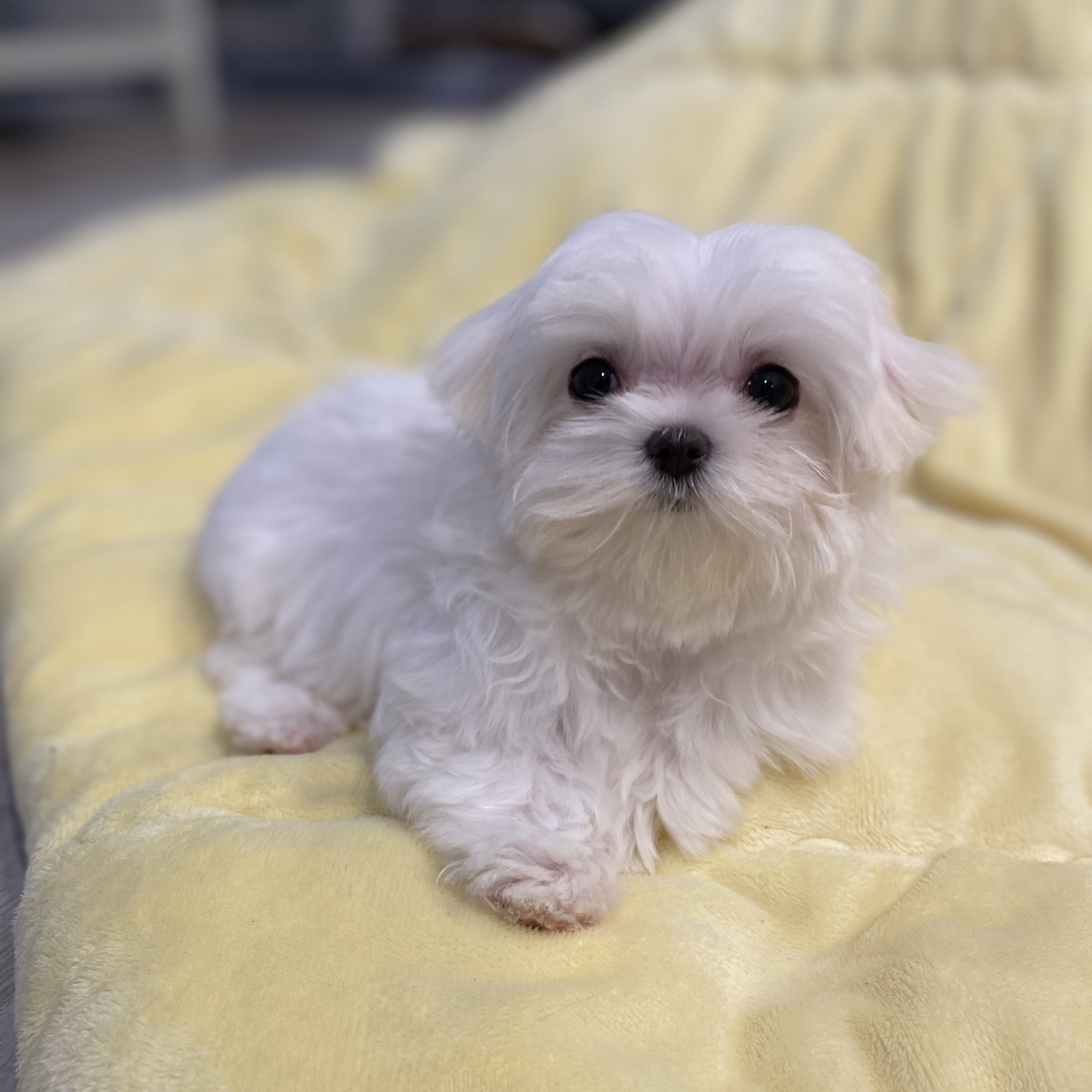 teacup yorkie