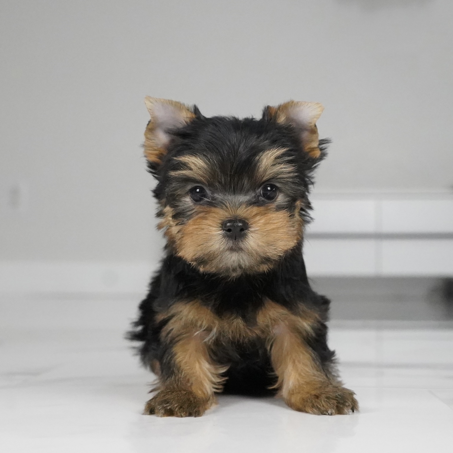 puppy