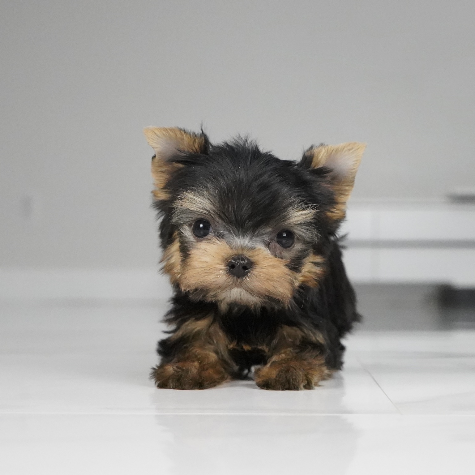 puppy