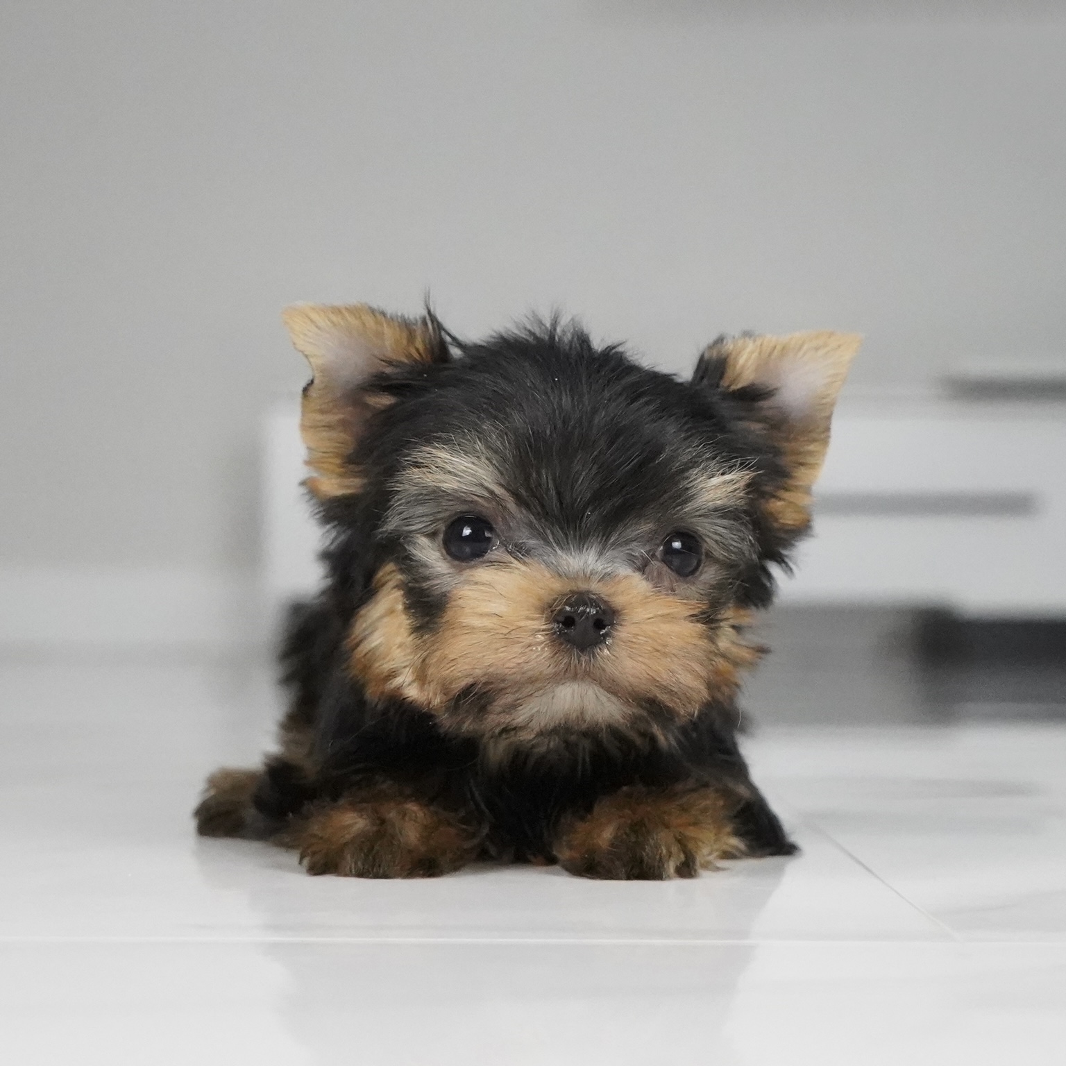 puppy