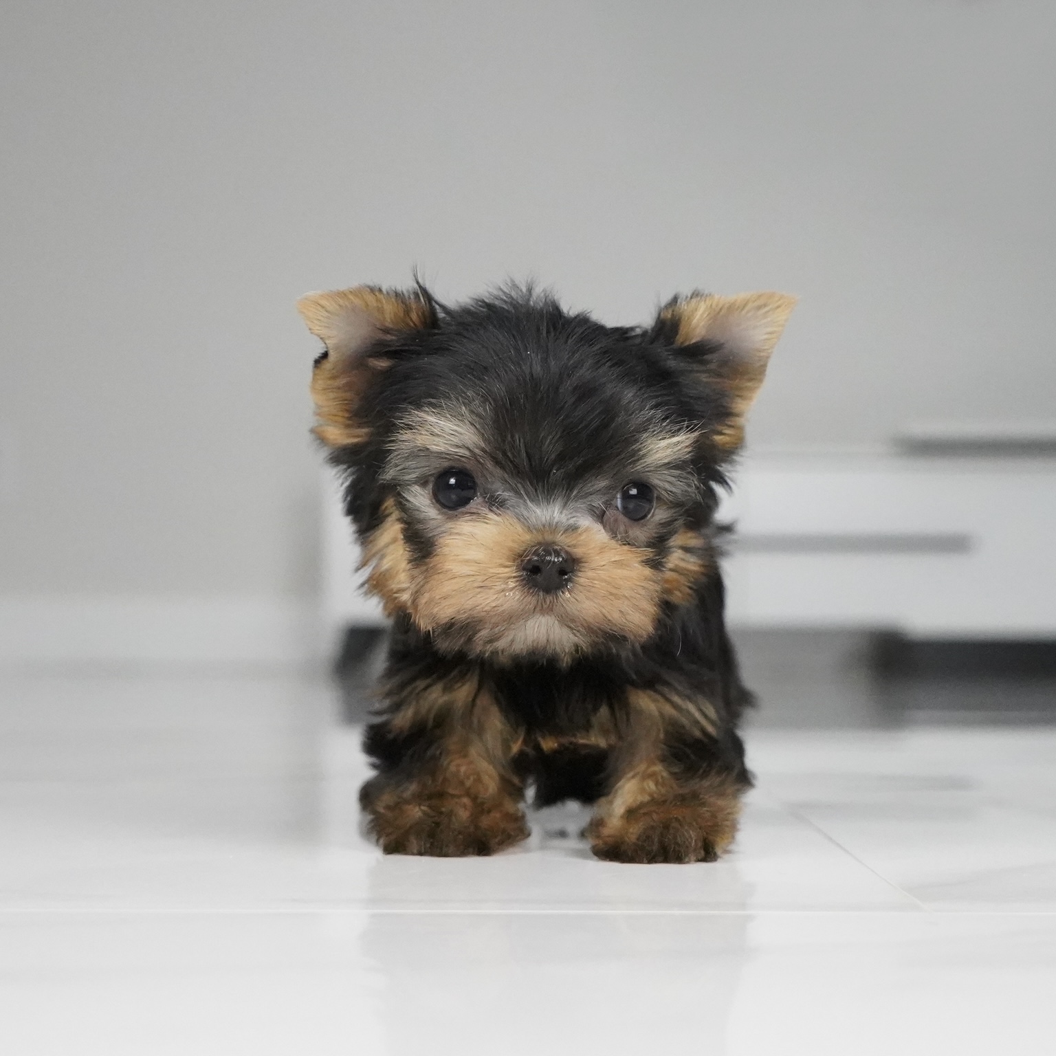 puppy