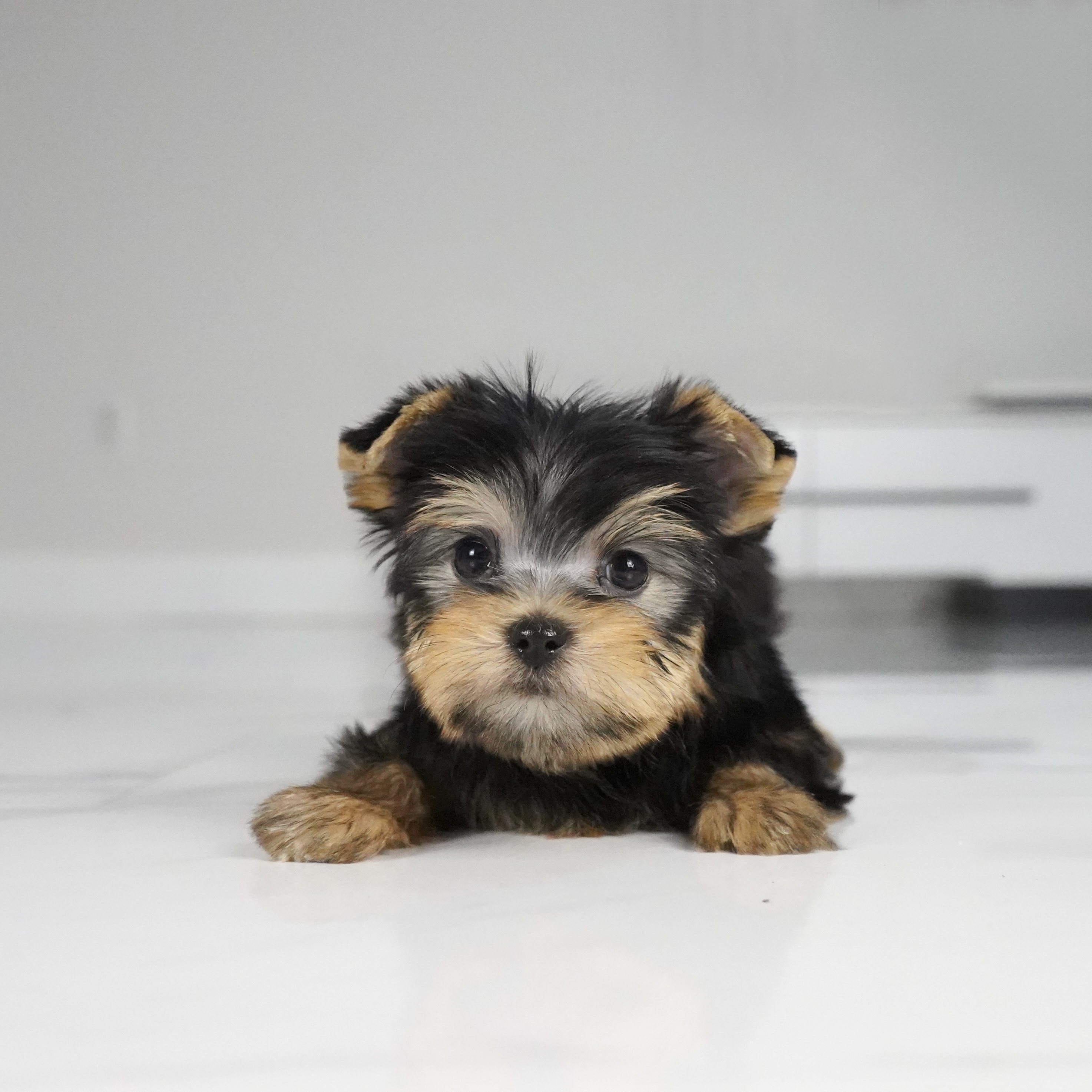 puppy