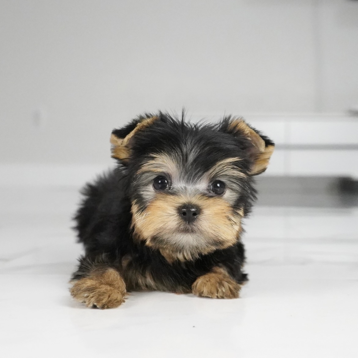 puppy
