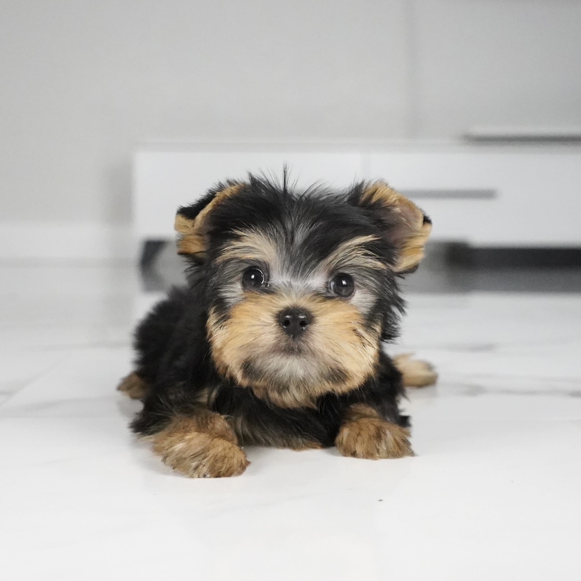 puppy