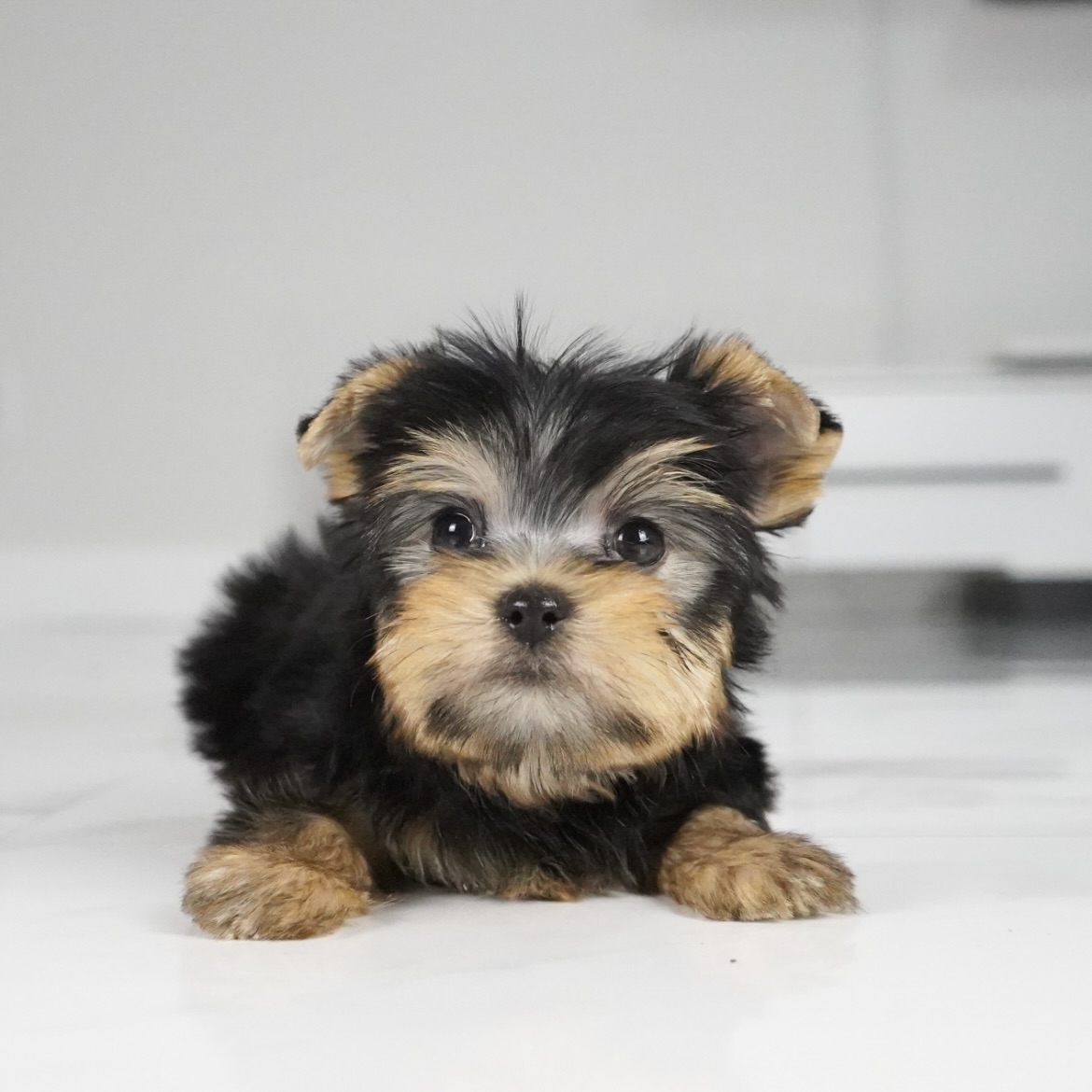 puppy