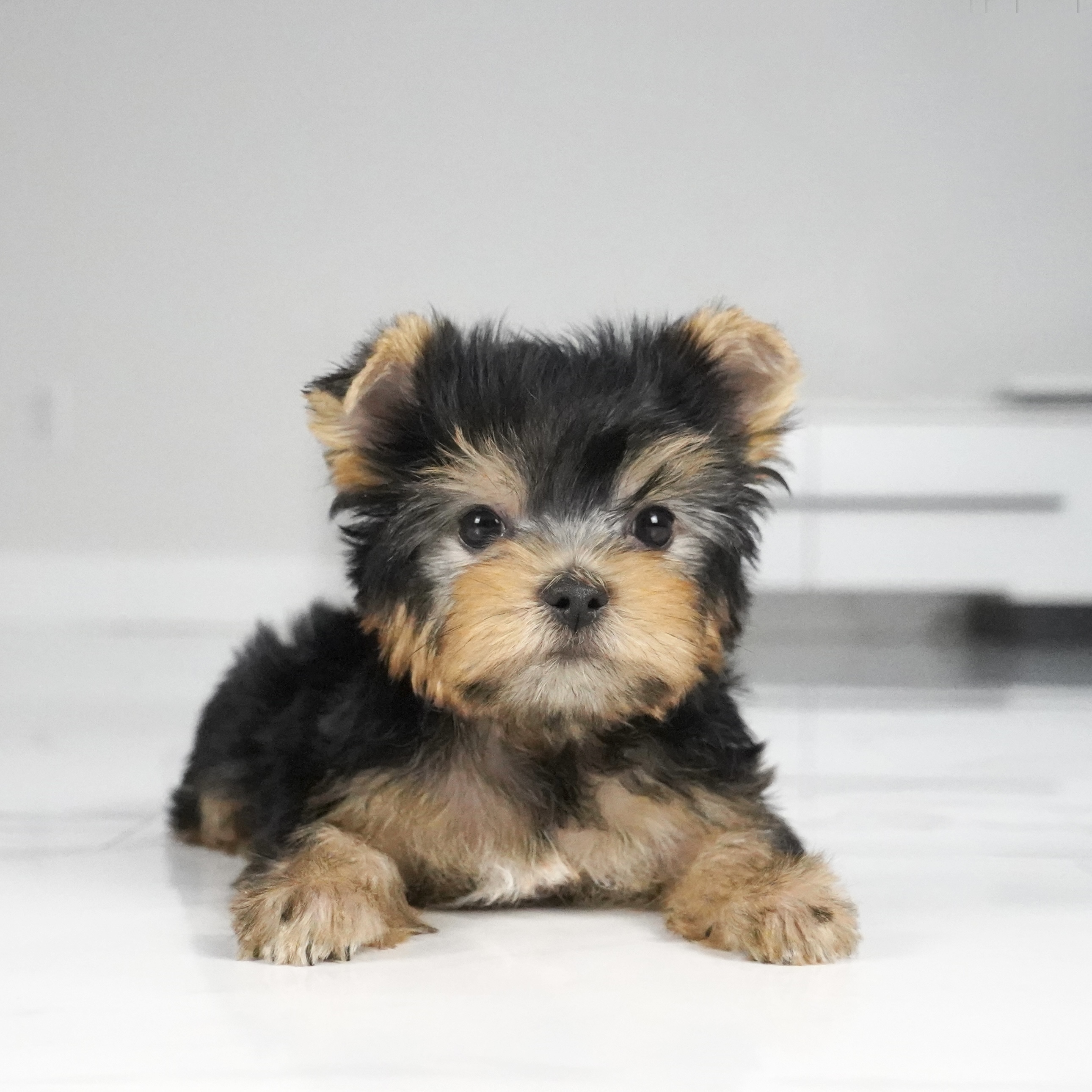 puppy