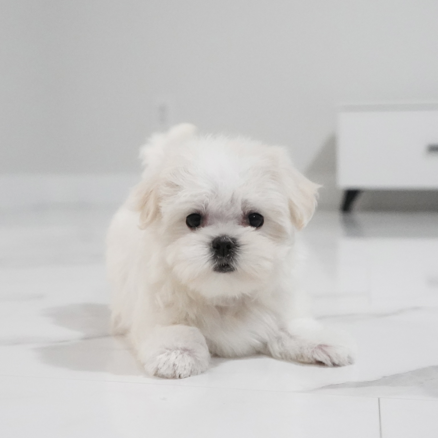 puppy