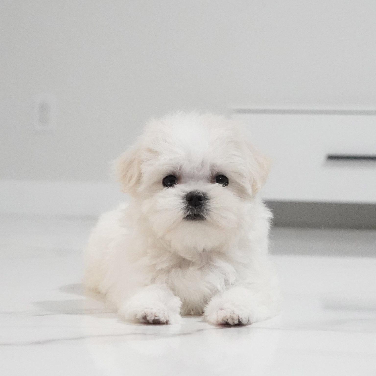 puppy