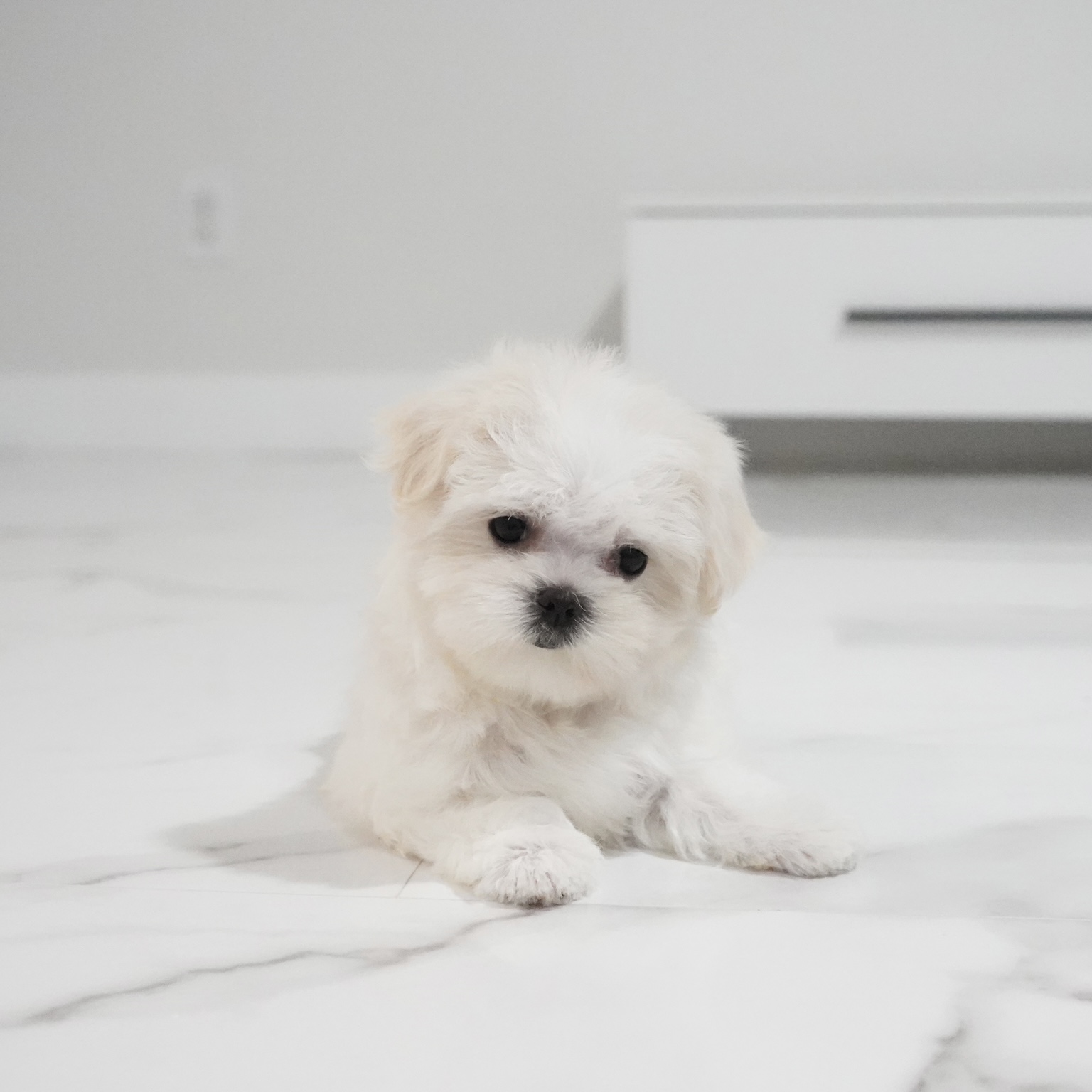 puppy