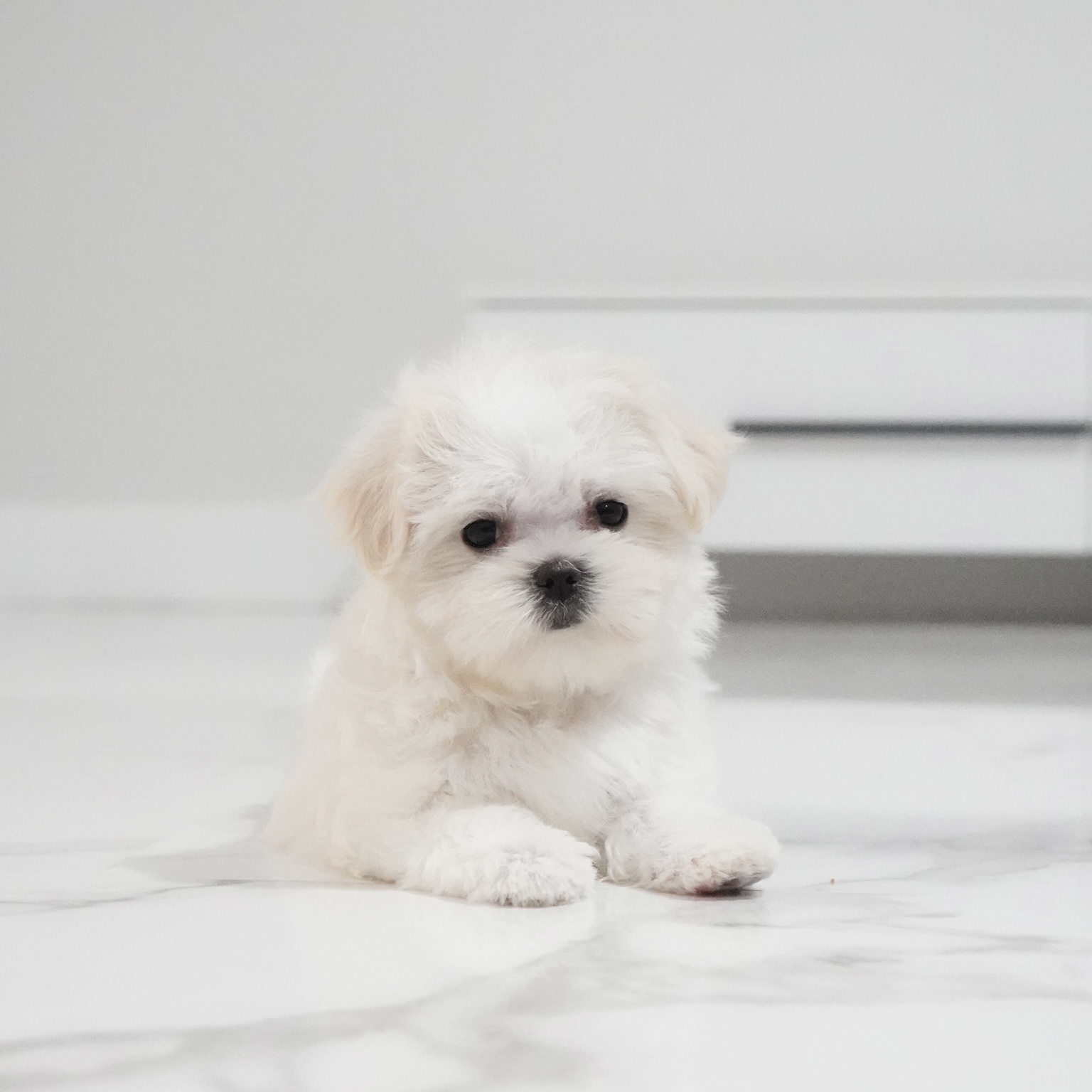 puppy