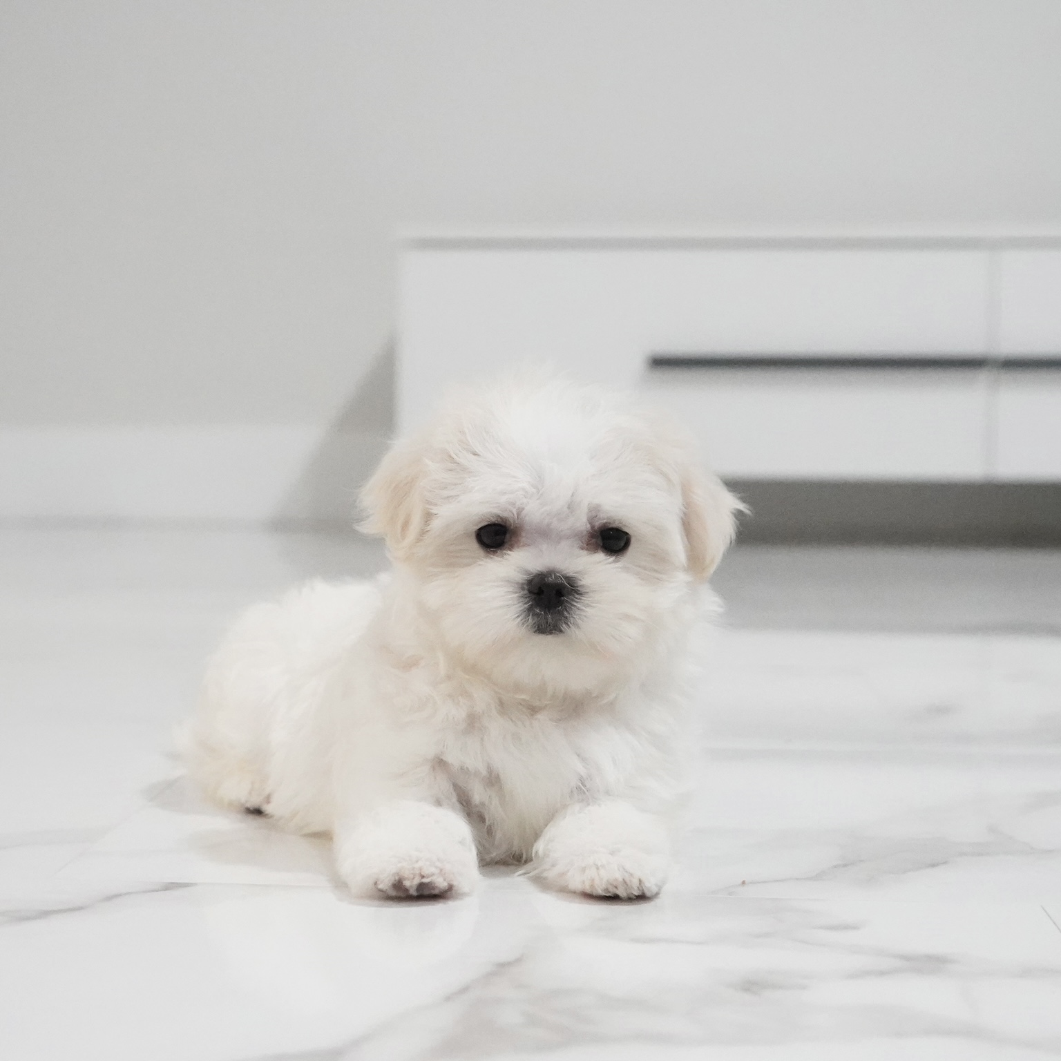 puppy