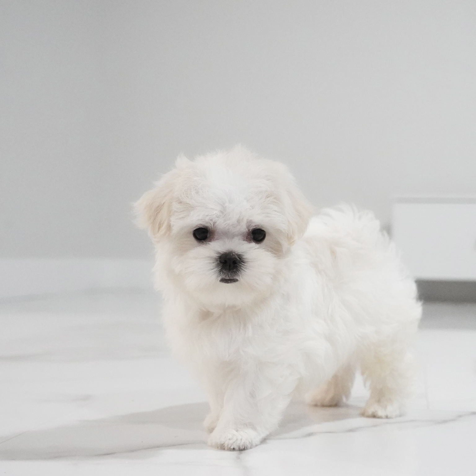 puppy