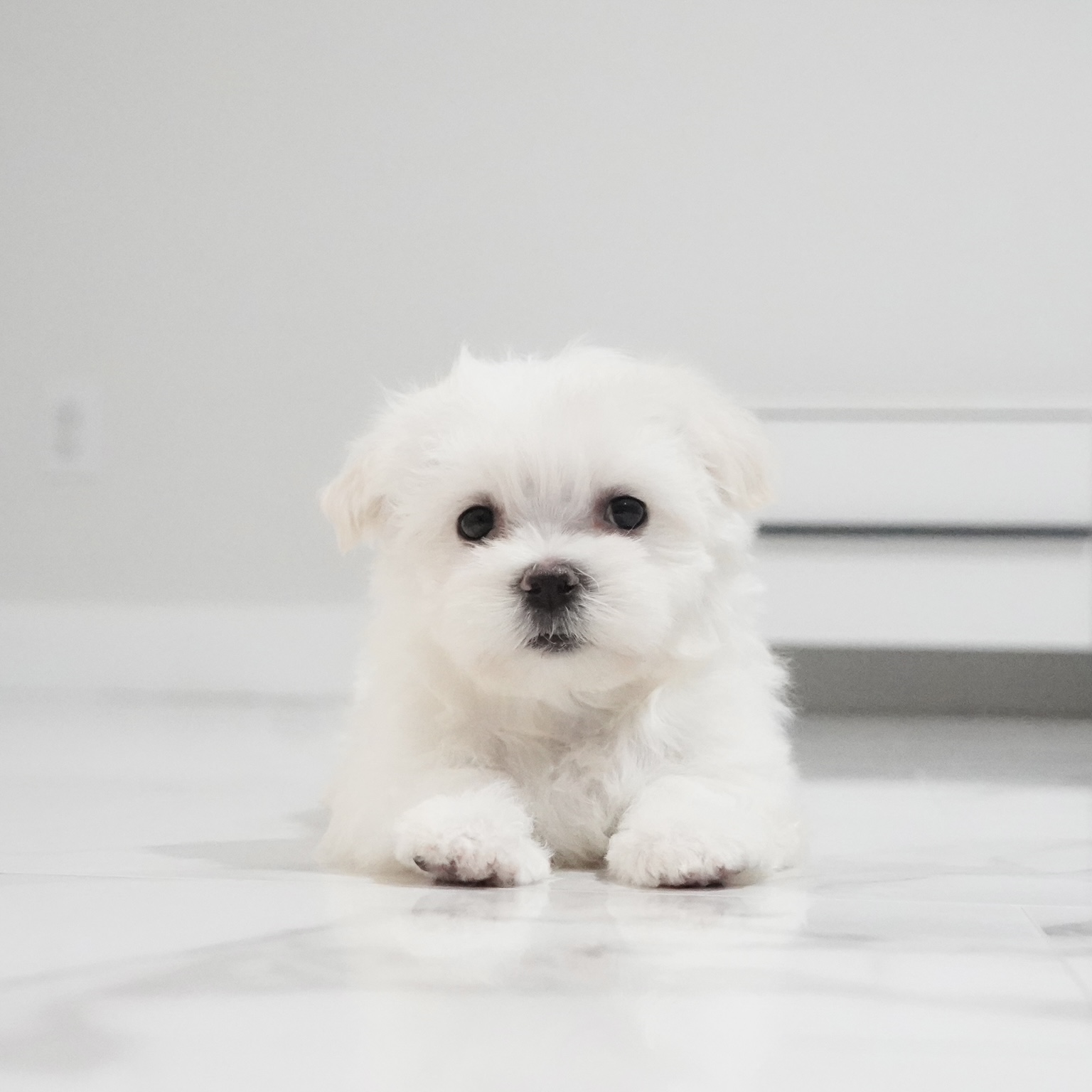 puppy