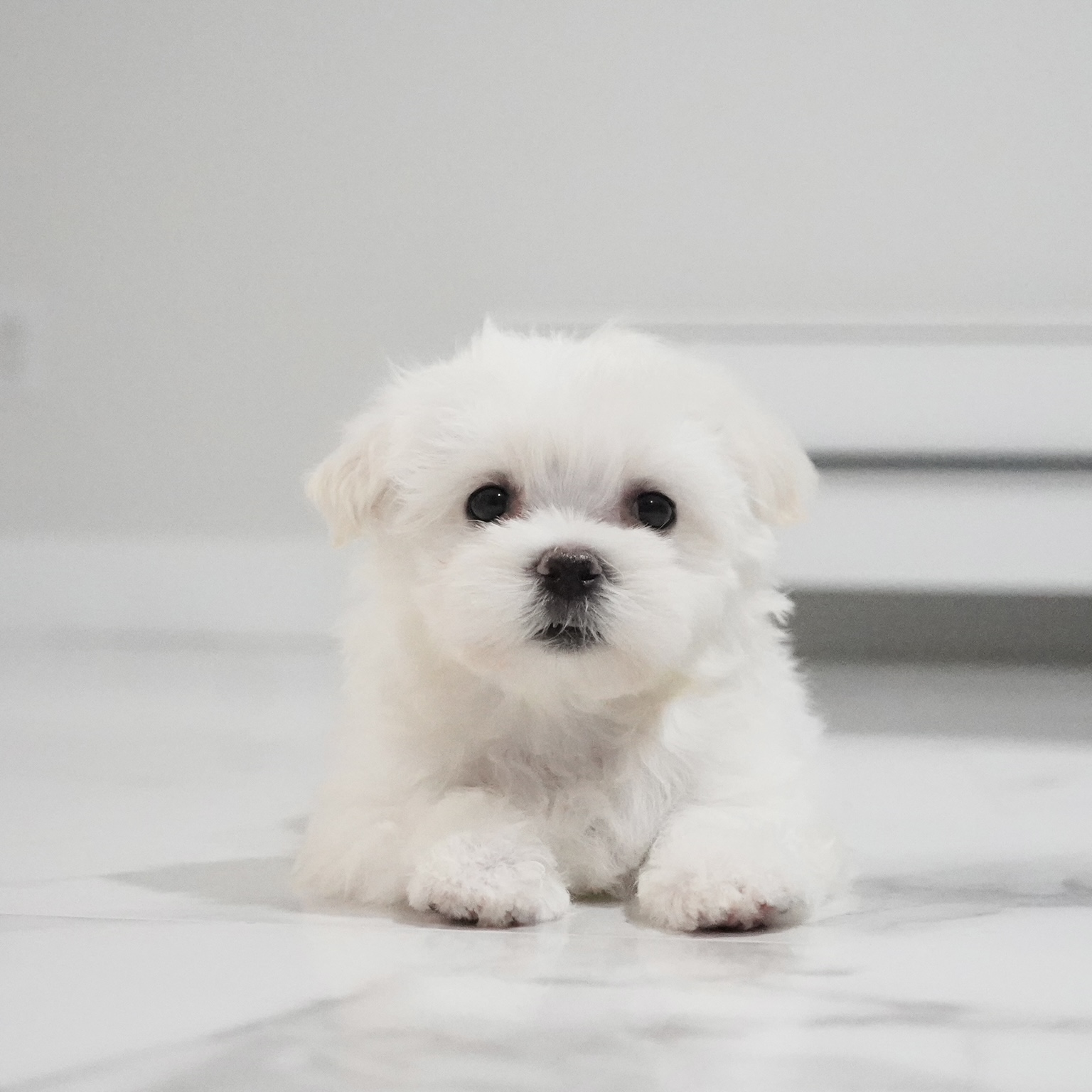 puppy