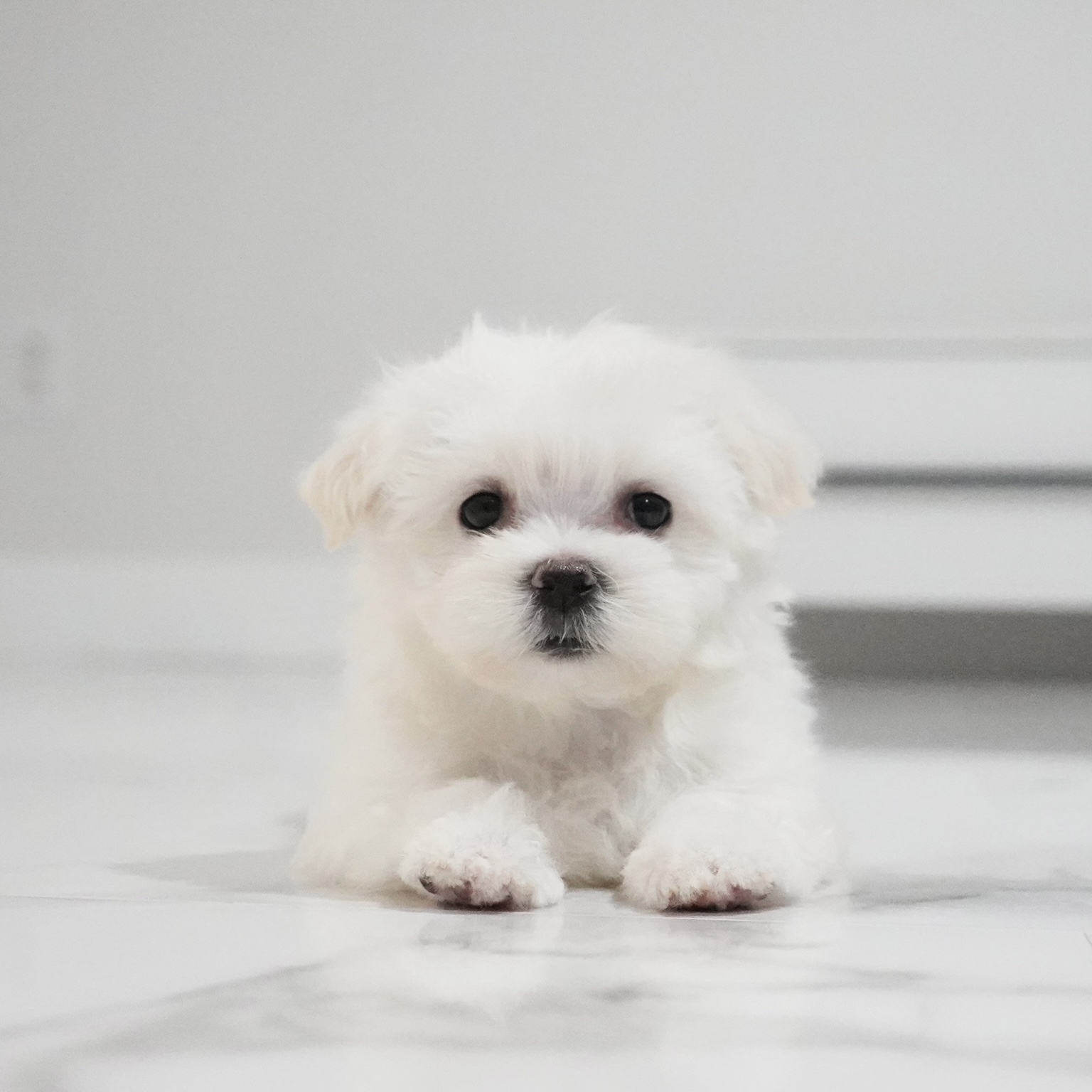 puppy
