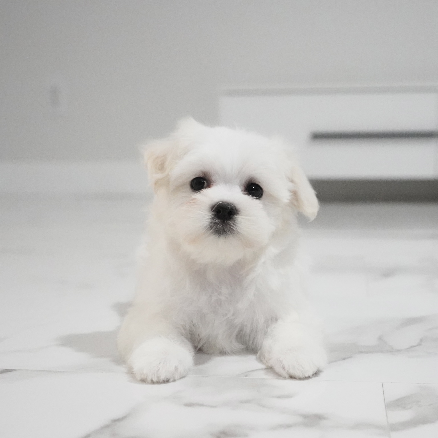 puppy