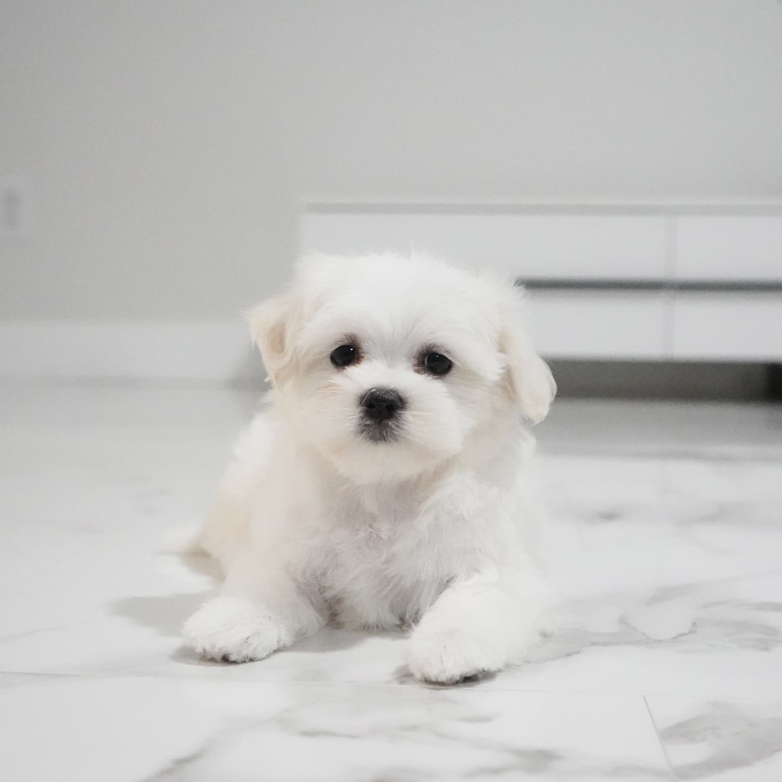 puppy