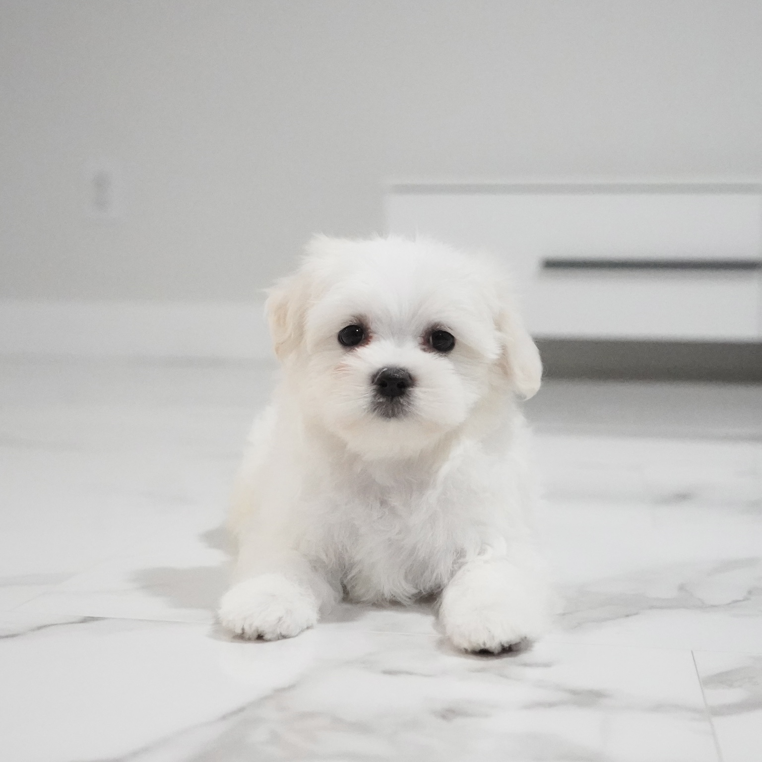 puppy