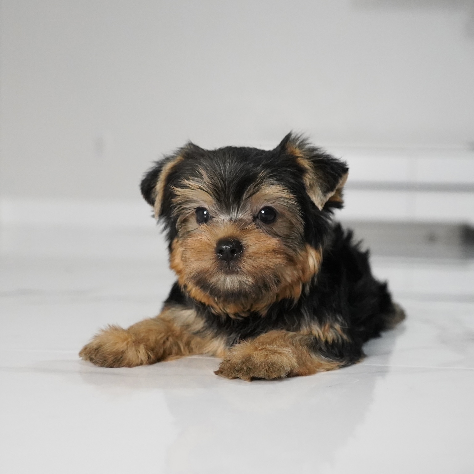 puppy