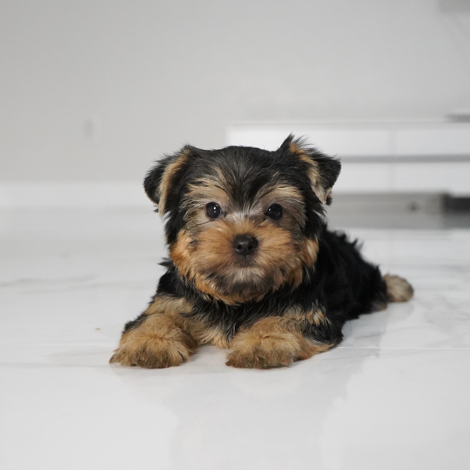 puppy