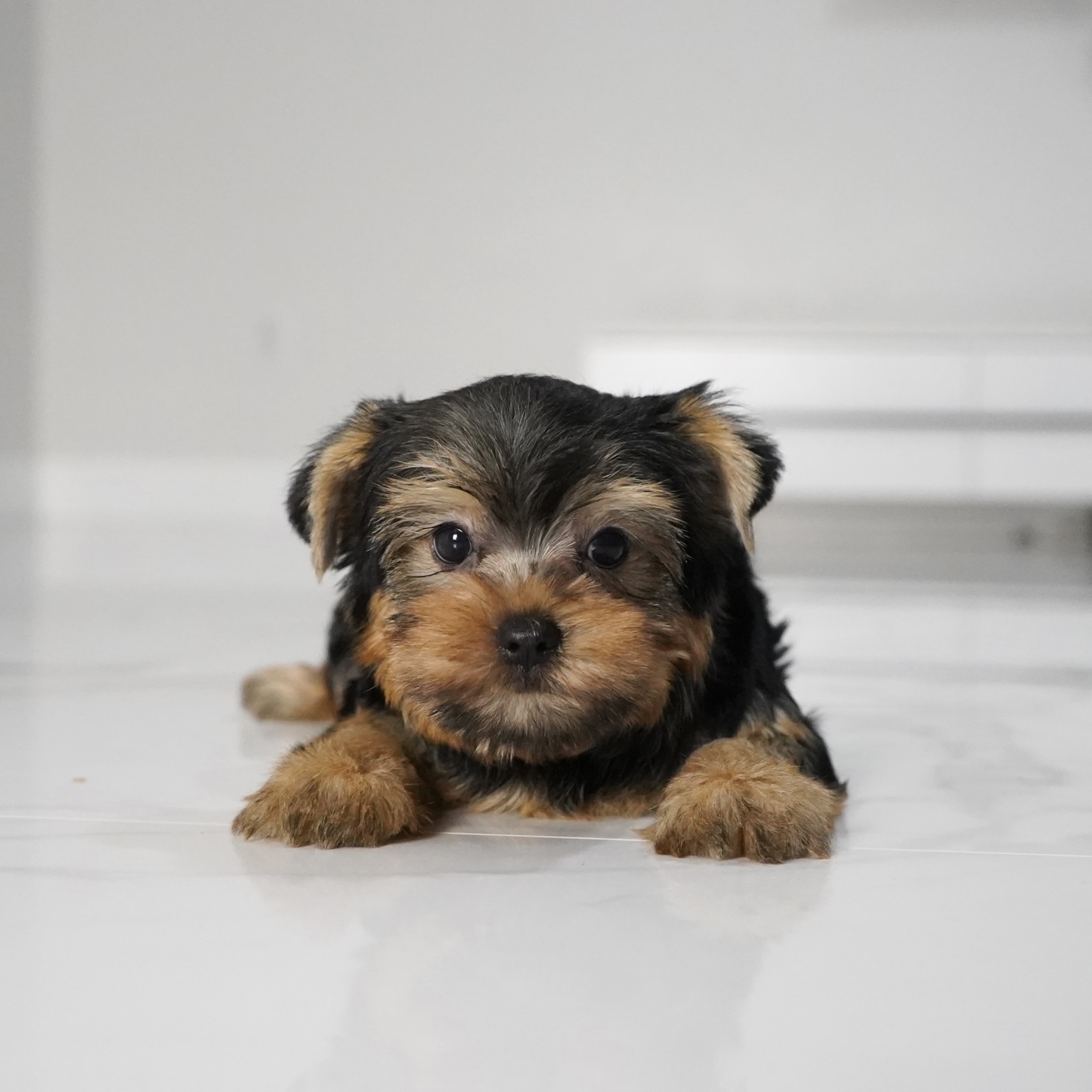 puppy