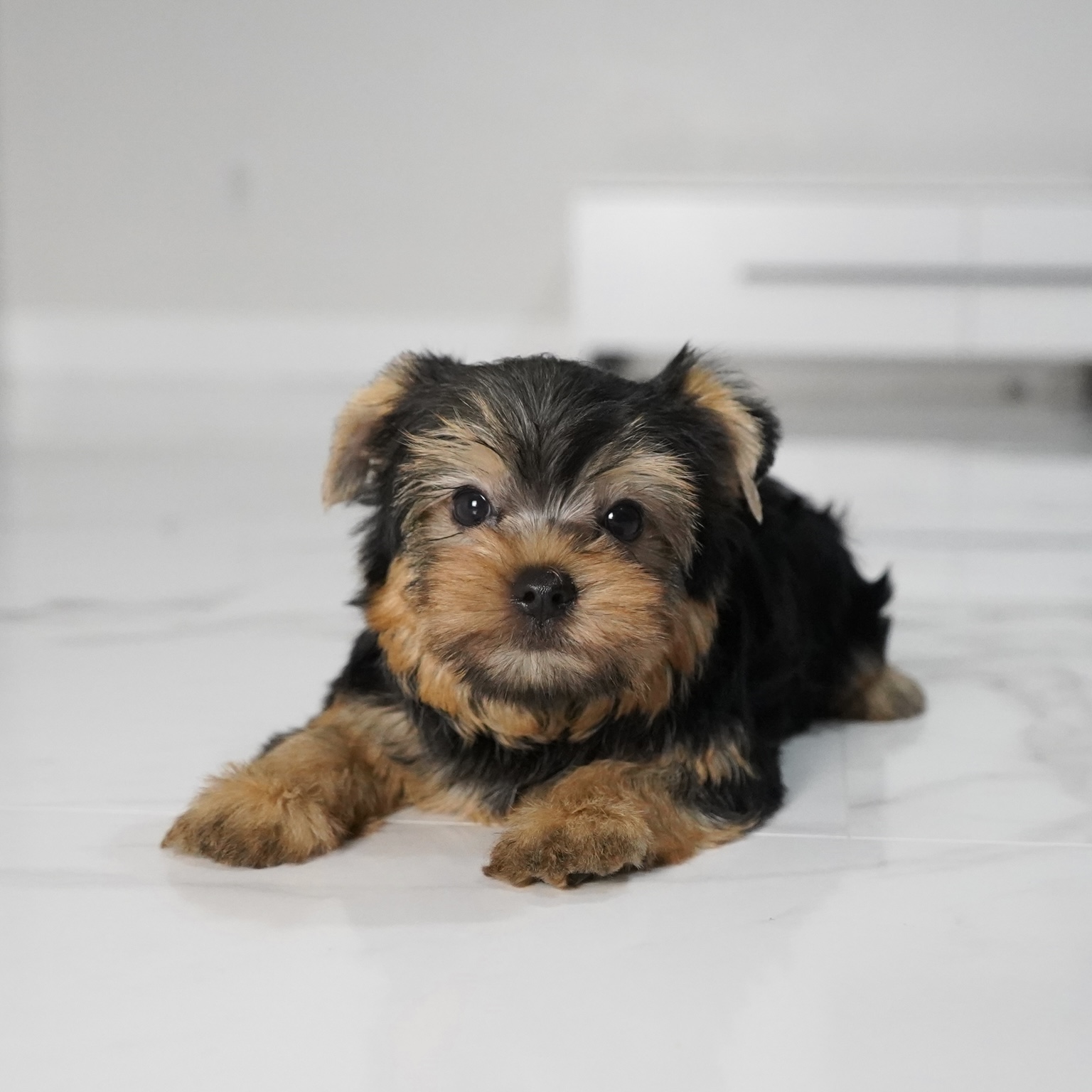 puppy
