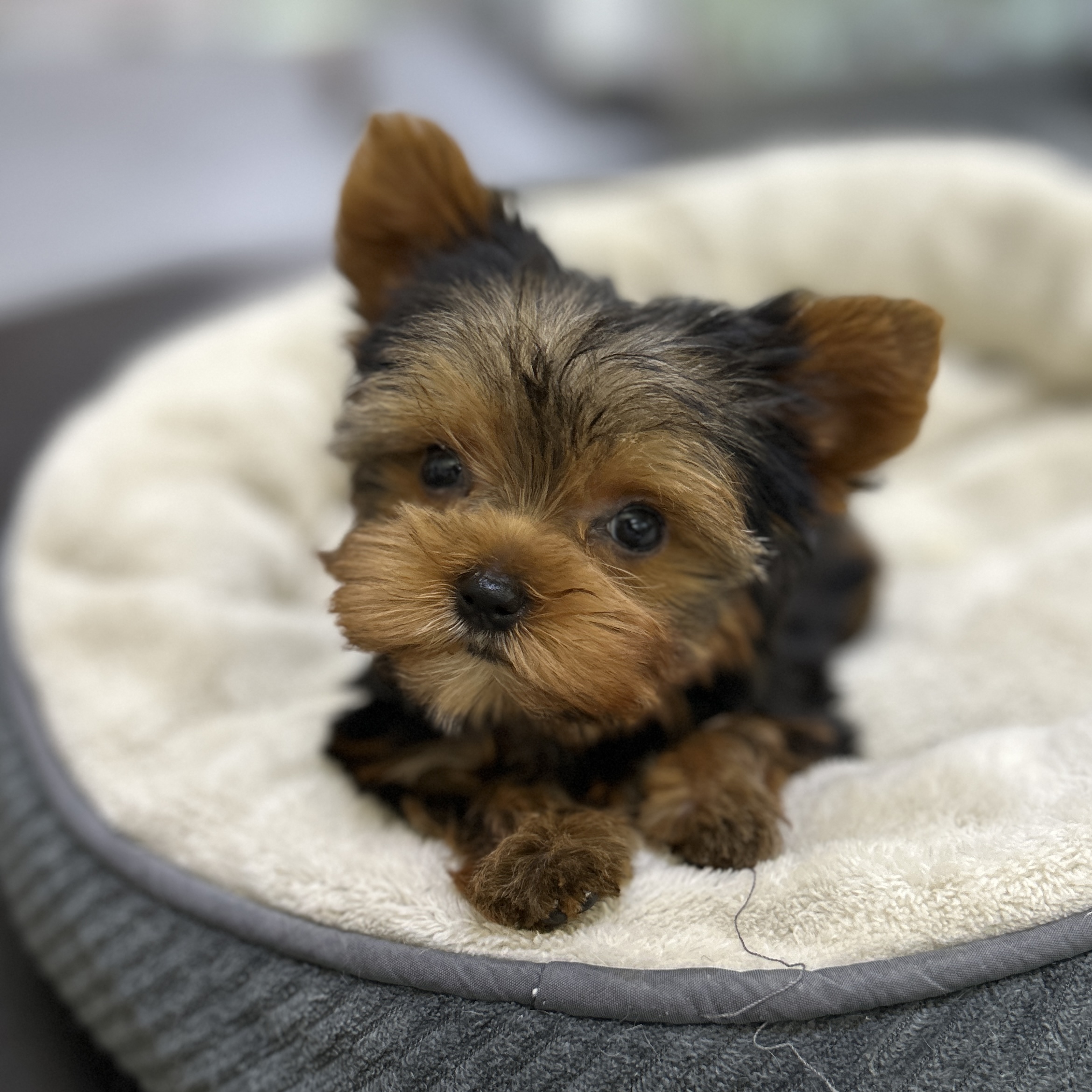 puppy