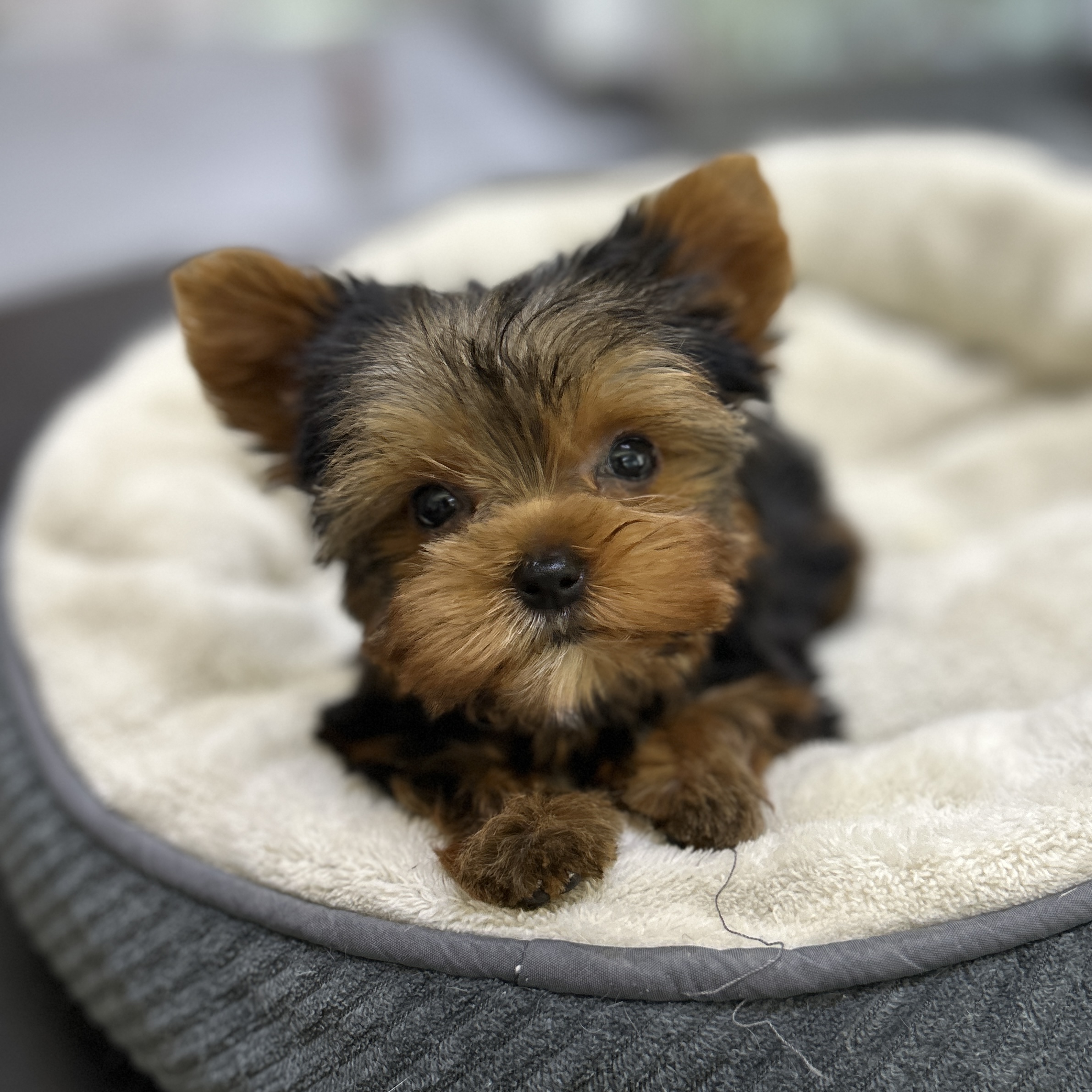 puppy