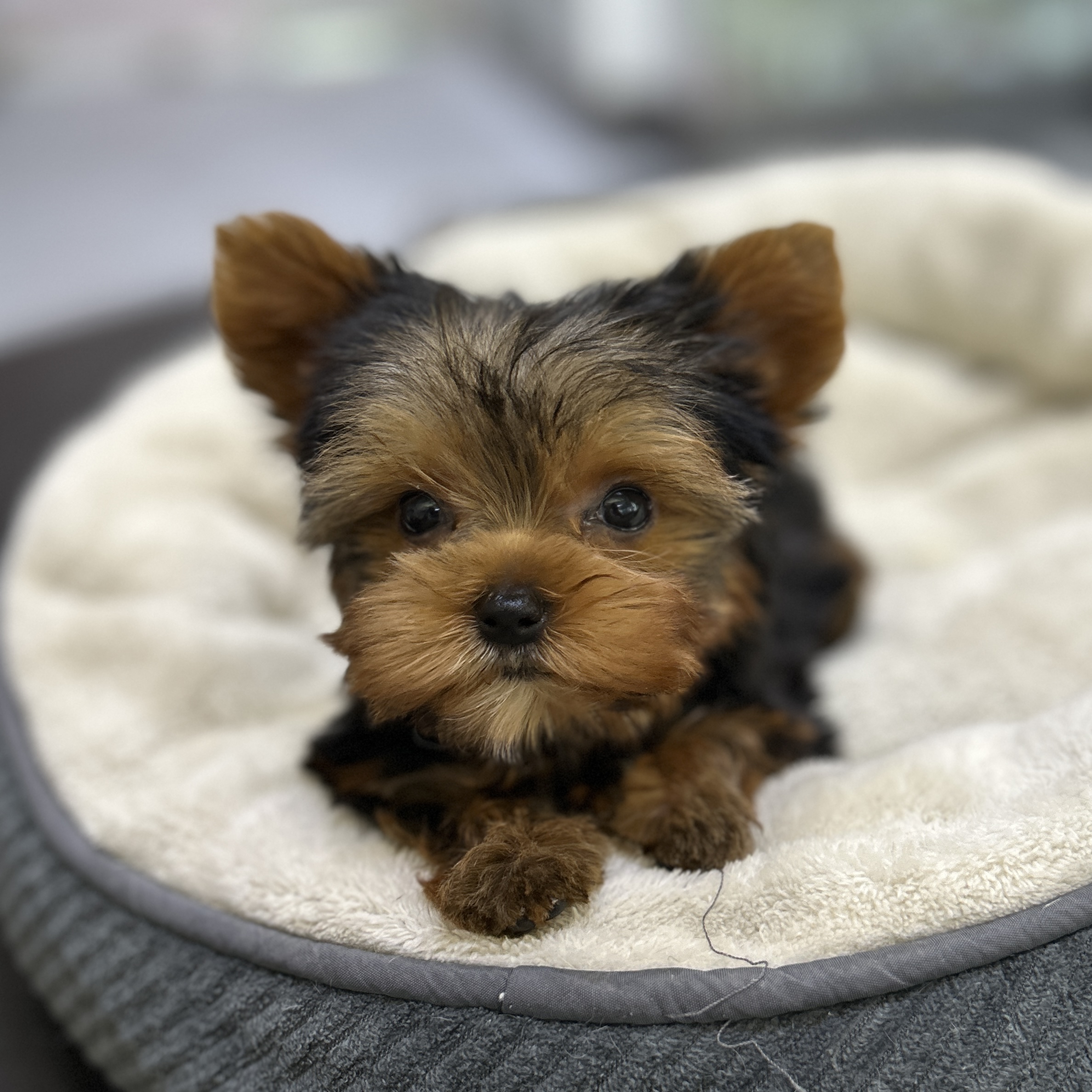 puppy