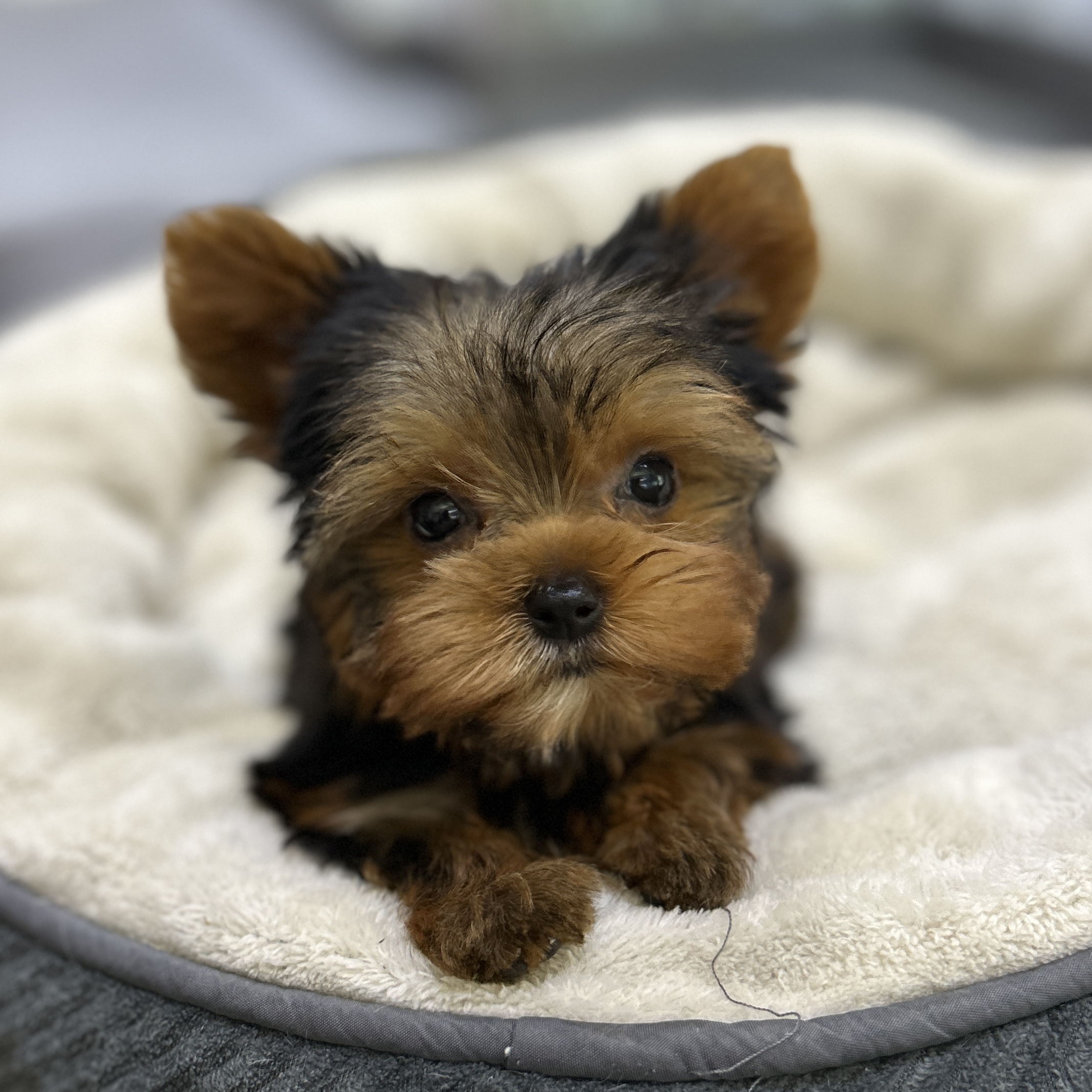 puppy