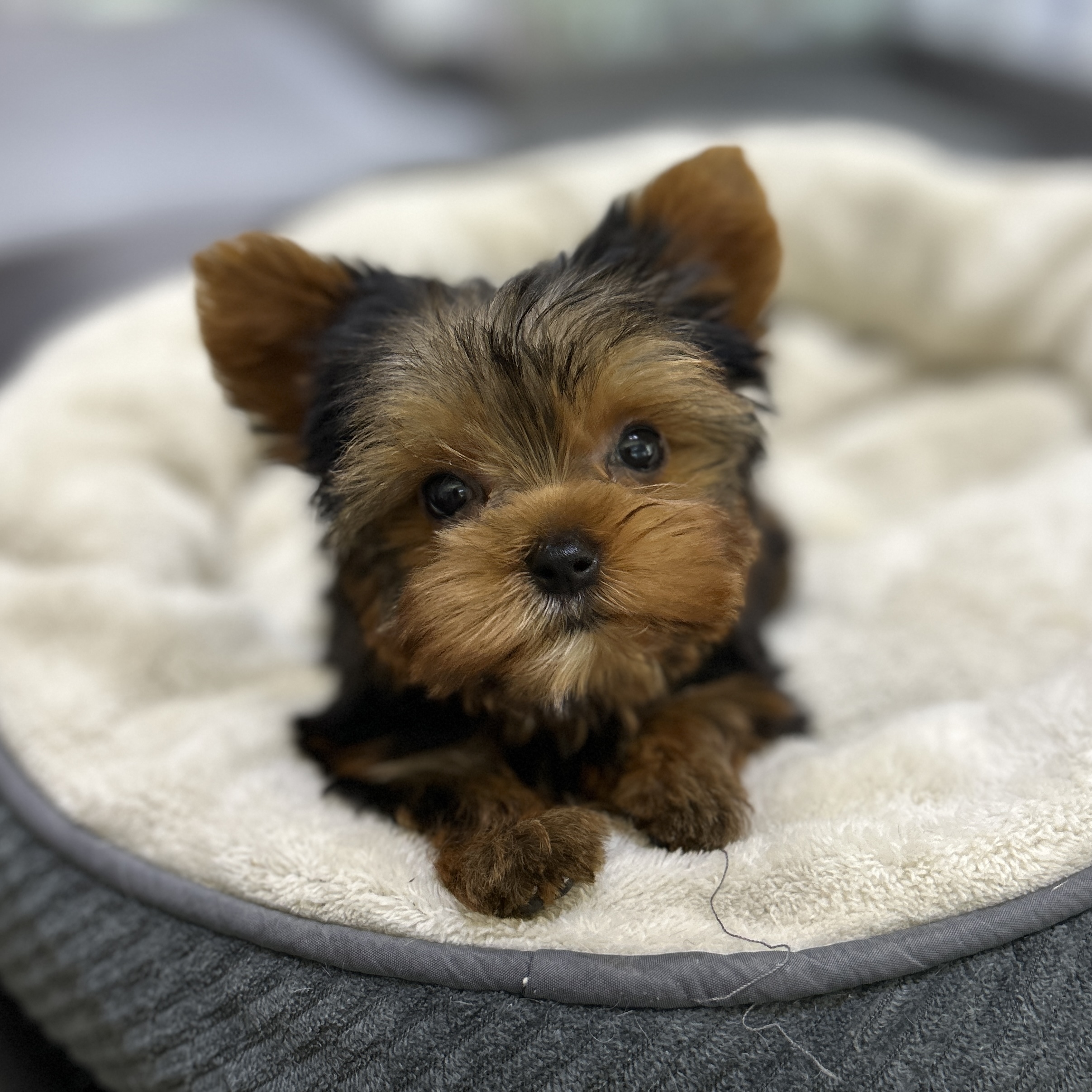 puppy