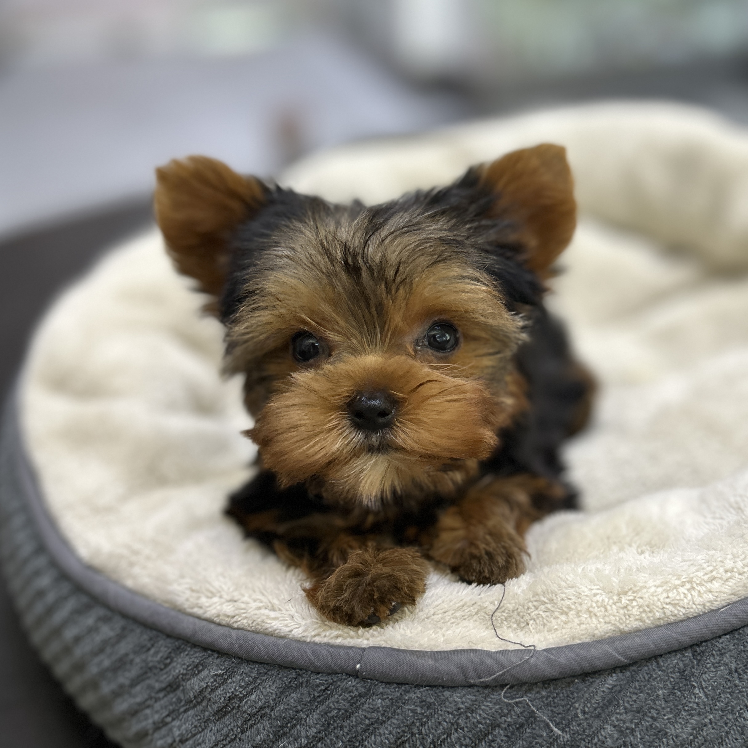puppy