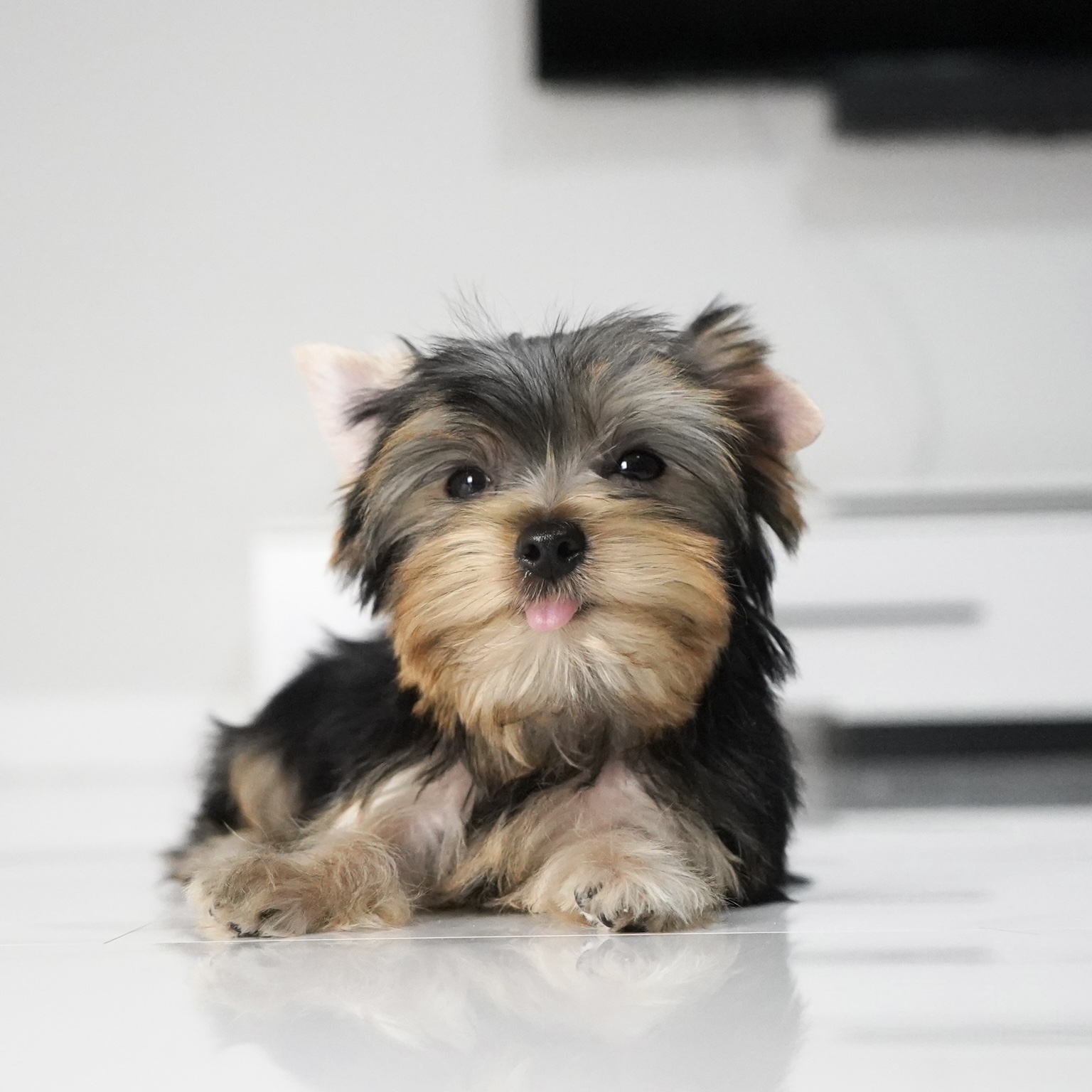 puppy