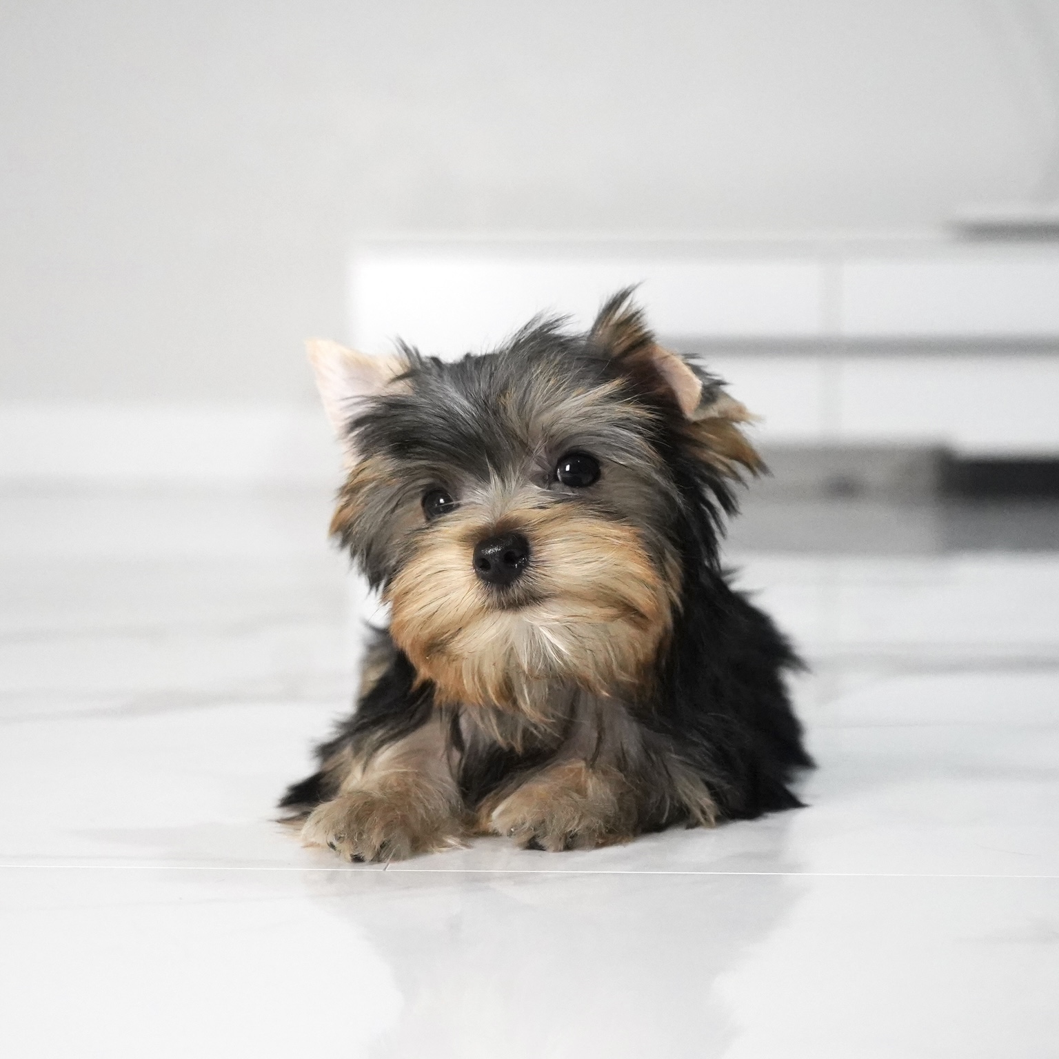 puppy
