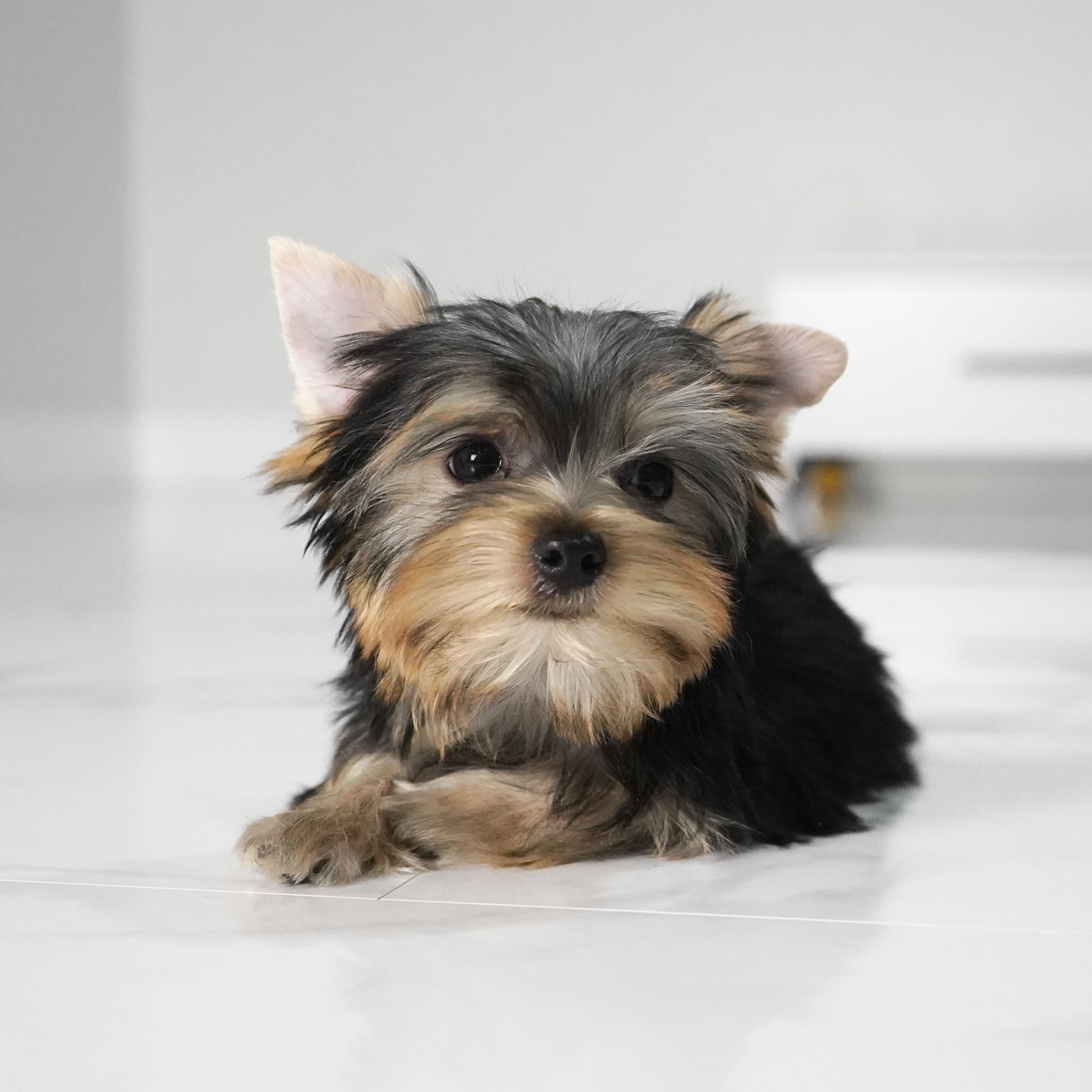 puppy