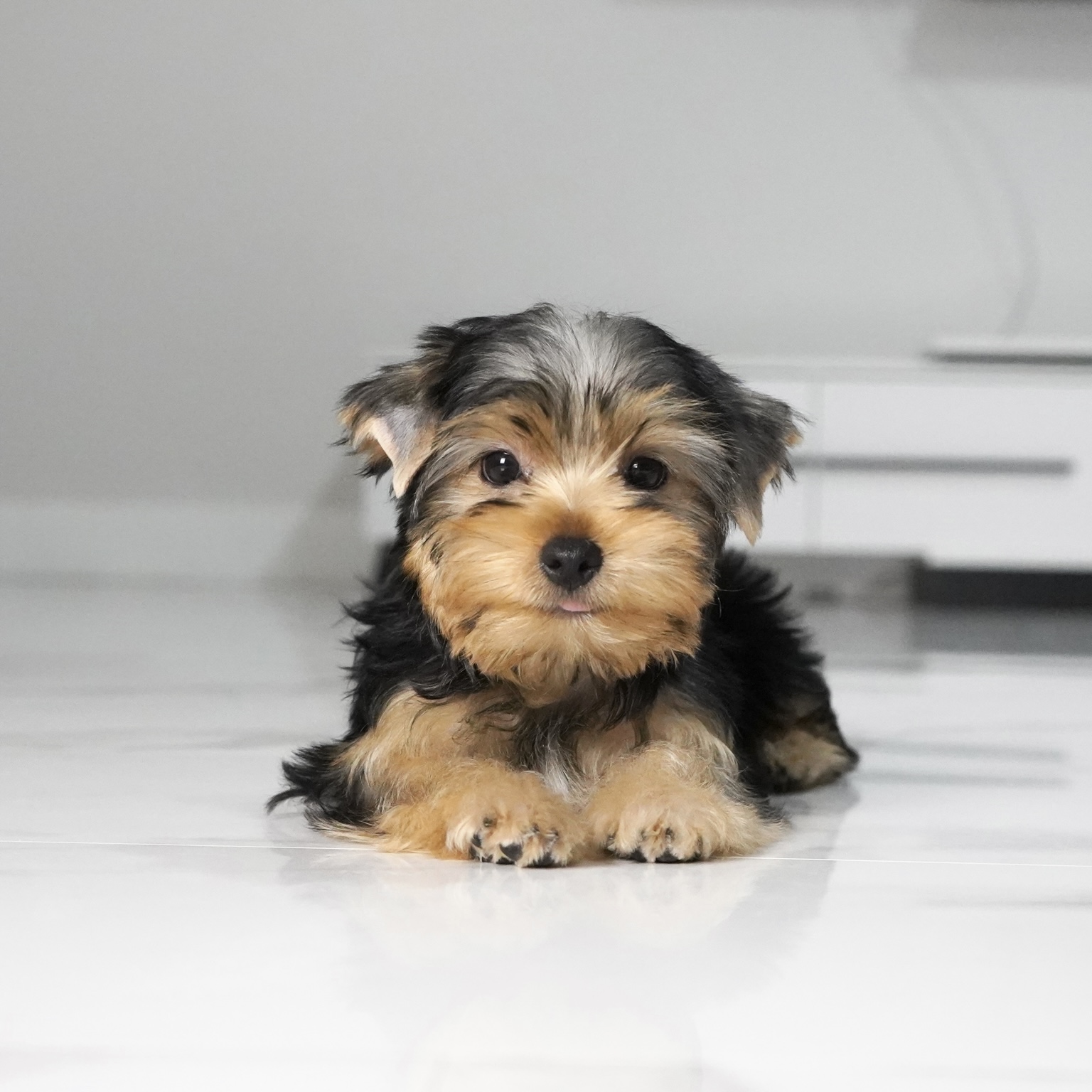 puppy