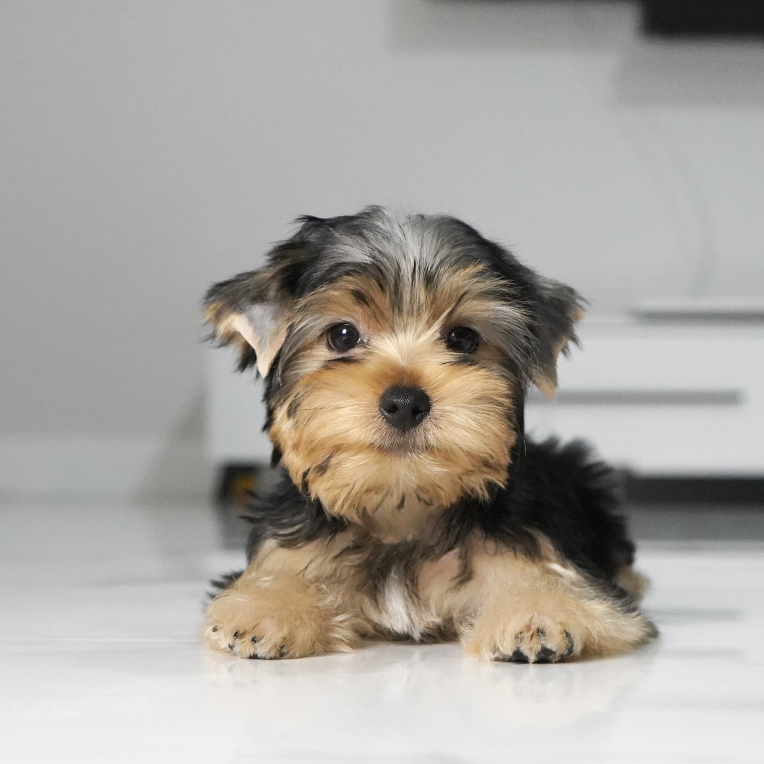 puppy