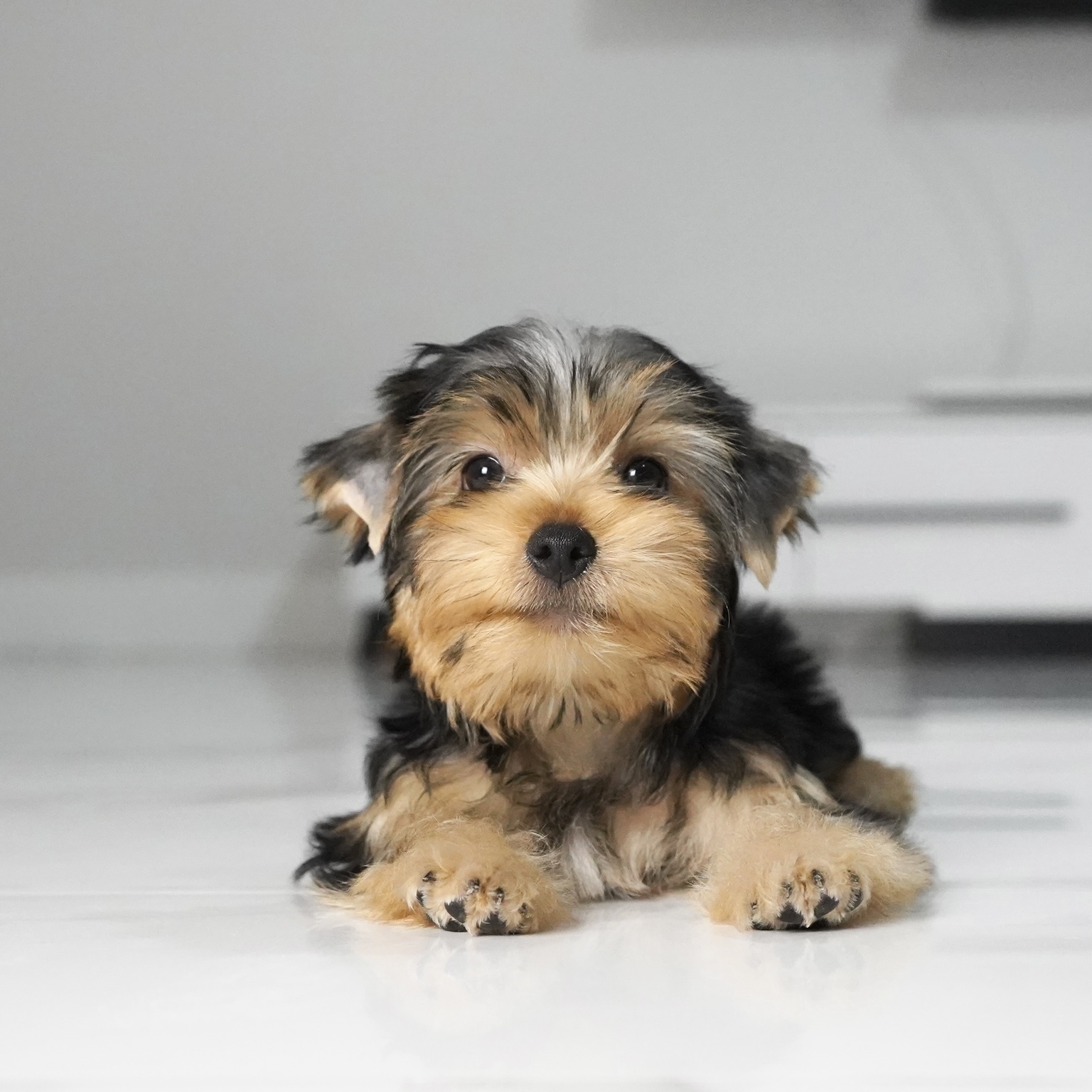 puppy