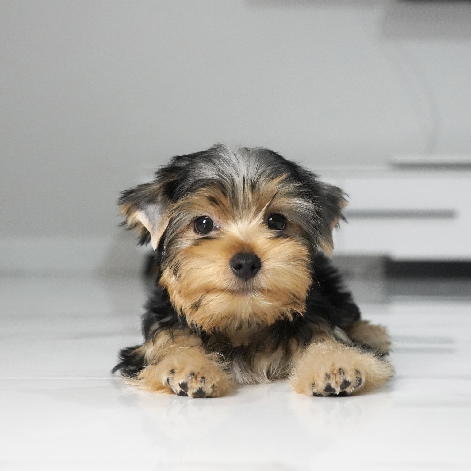 puppy