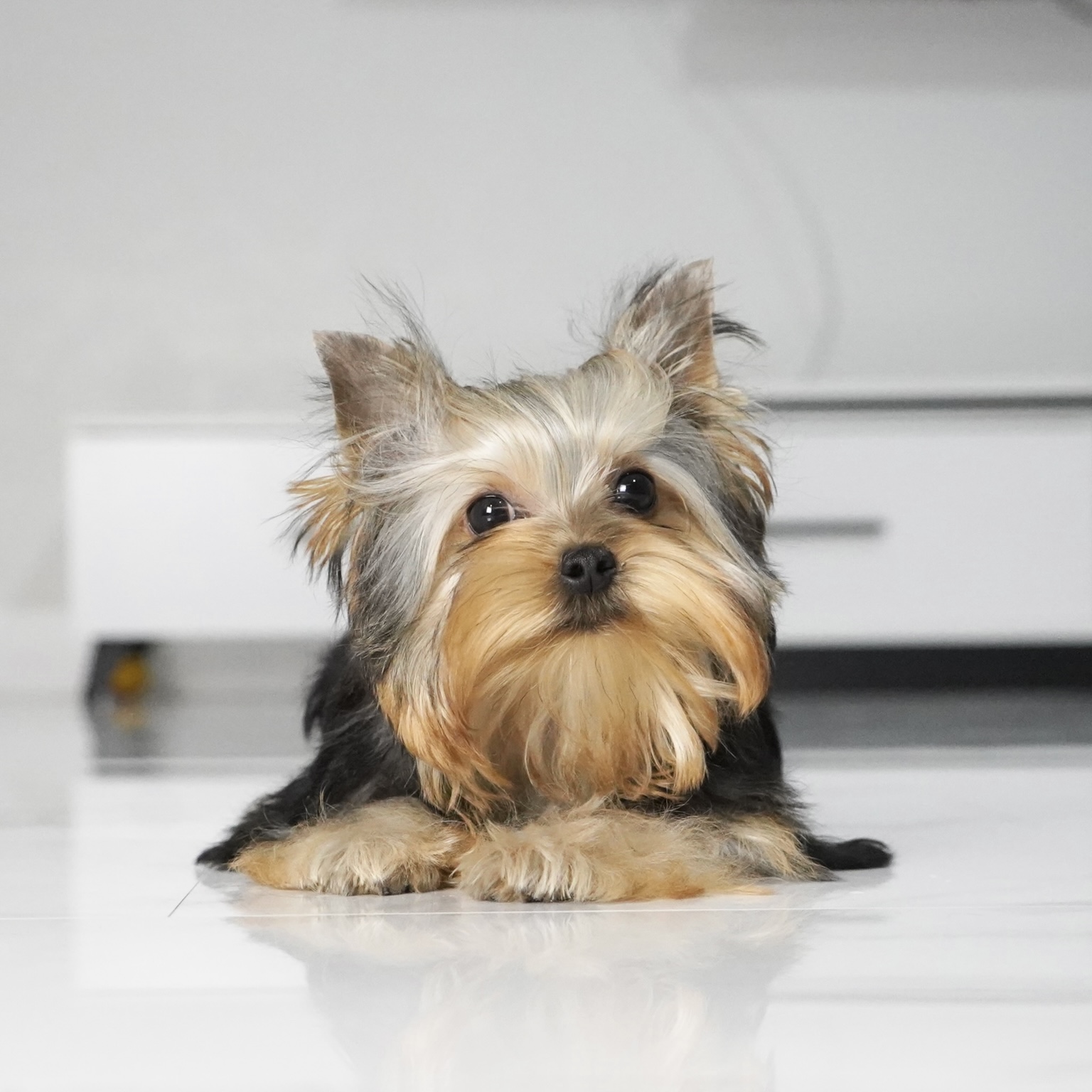 puppy